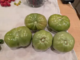 Delicious tomatoes brought indoors on 2 September, five of them heavily ribbed and flattened and still green but for a faint bronze on some shoulders, laid wet on a cloth under warm light beside a jug of dark blue berries.