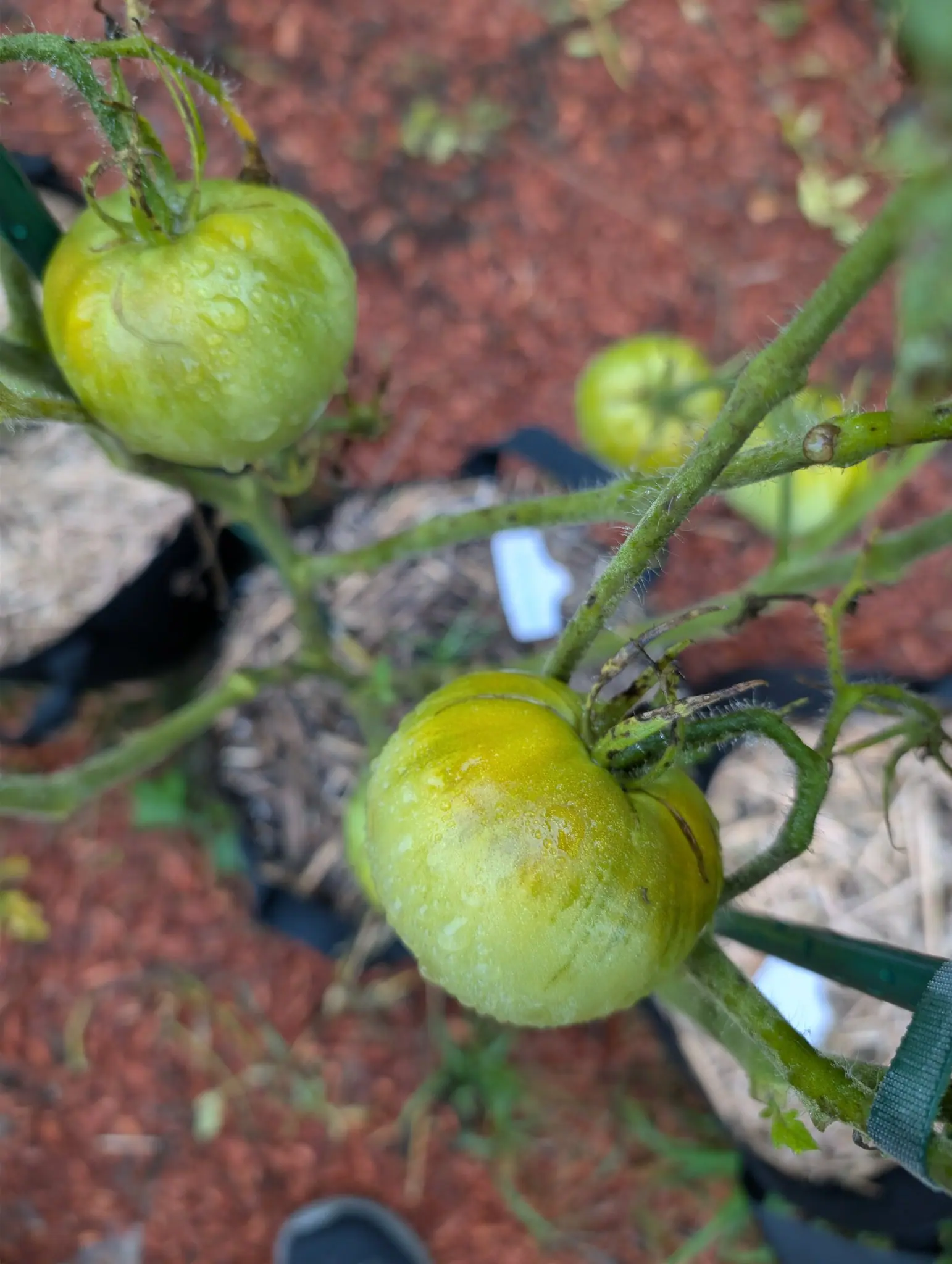 Two Floradade tomatoes from above on 3 September, both beaded with rain and the further one still uniformly pale green, while the nearer carries a broad butter-yellow flush over one shoulder and a fine healed split beside the stem scar.
