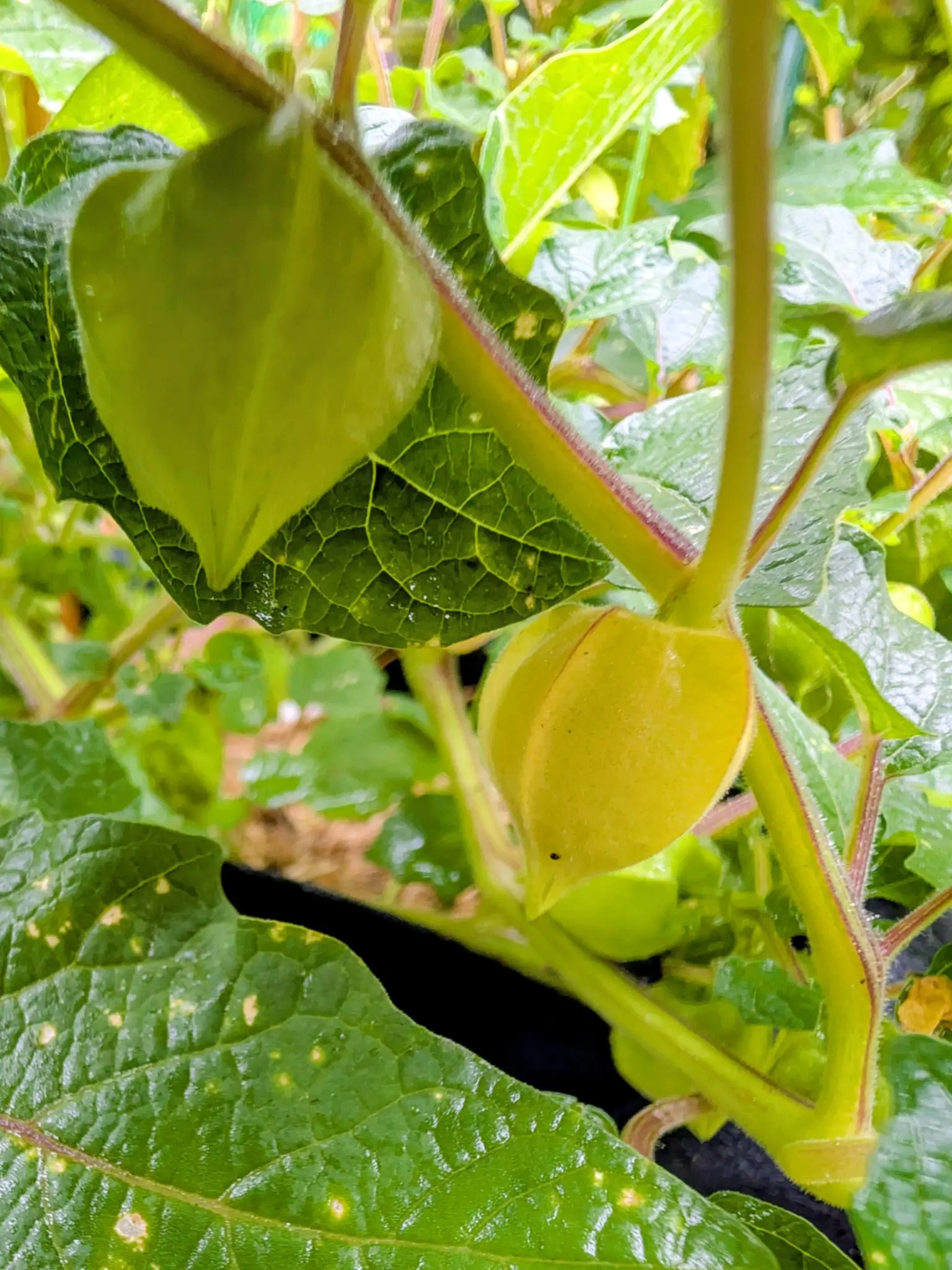 Two inflated papery husks on 3 September, ribbed and drawn to a small point and hanging under broad heart-shaped leaves, one still green and the other turned clear butter yellow with a faint red seam running along one ridge.
