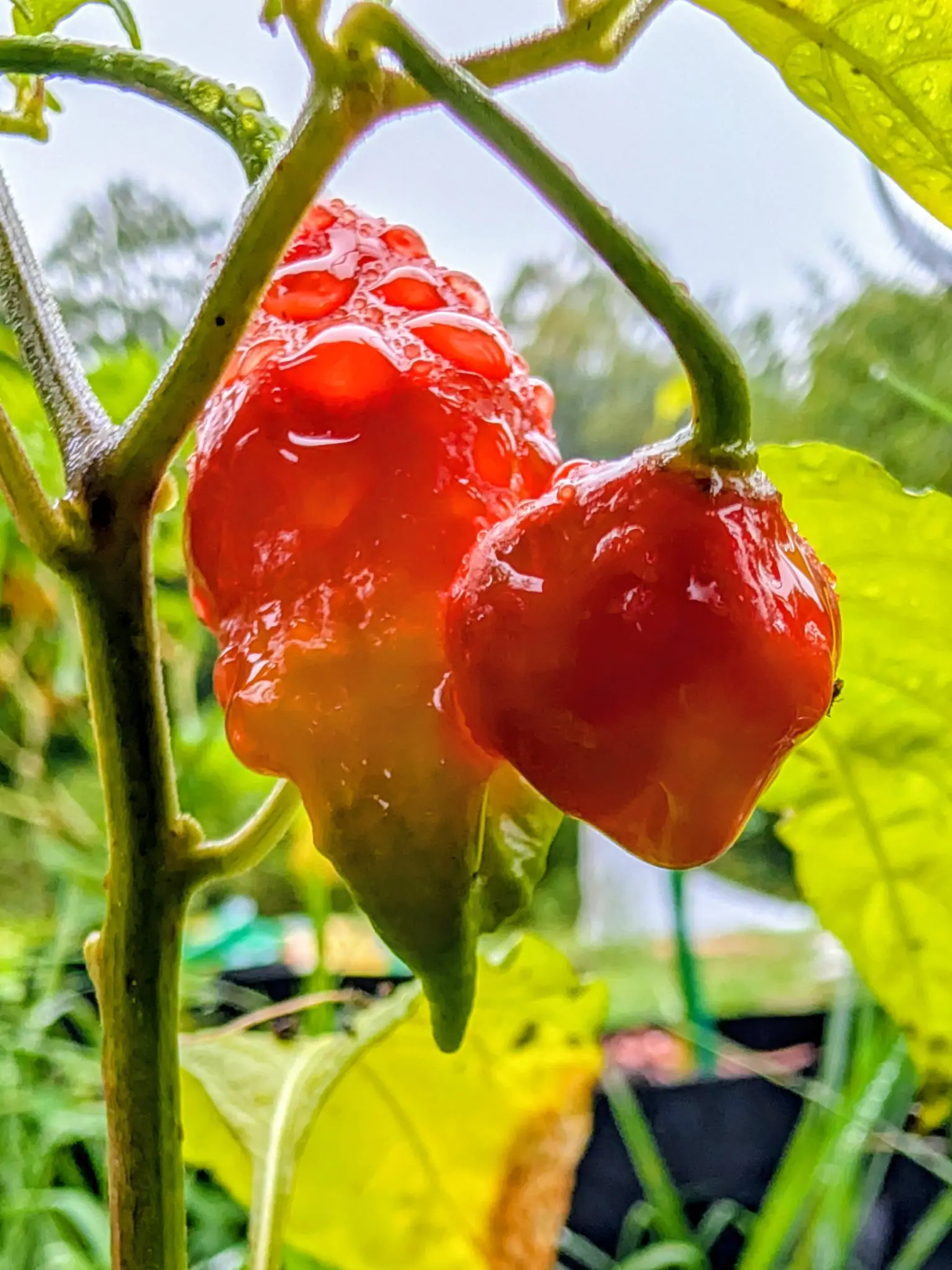 Two Ghost chilies side by side on 3 September, both soaked and shining — the left one longer, pebbled with raised bumps over its shoulders and tipped in green, the right squat and blocky with a puckered end — under flat overcast sky.