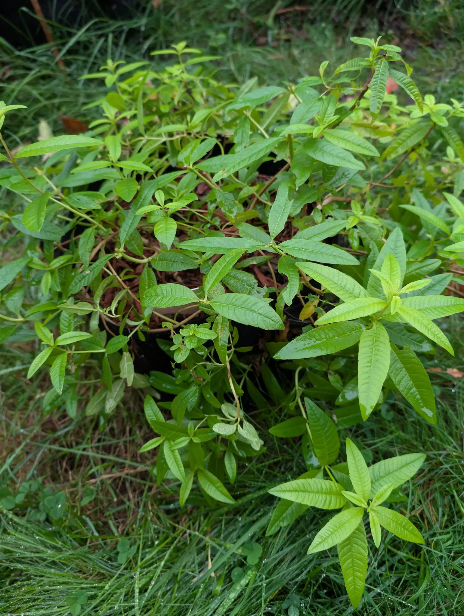 Lemon verbena on 3 September, its narrow leaves finely wrinkled and set in whorls of three and four around thin reddish stems that flop out and down, everything beaded with rain and a round-leaved weed sprawling up through the middle.