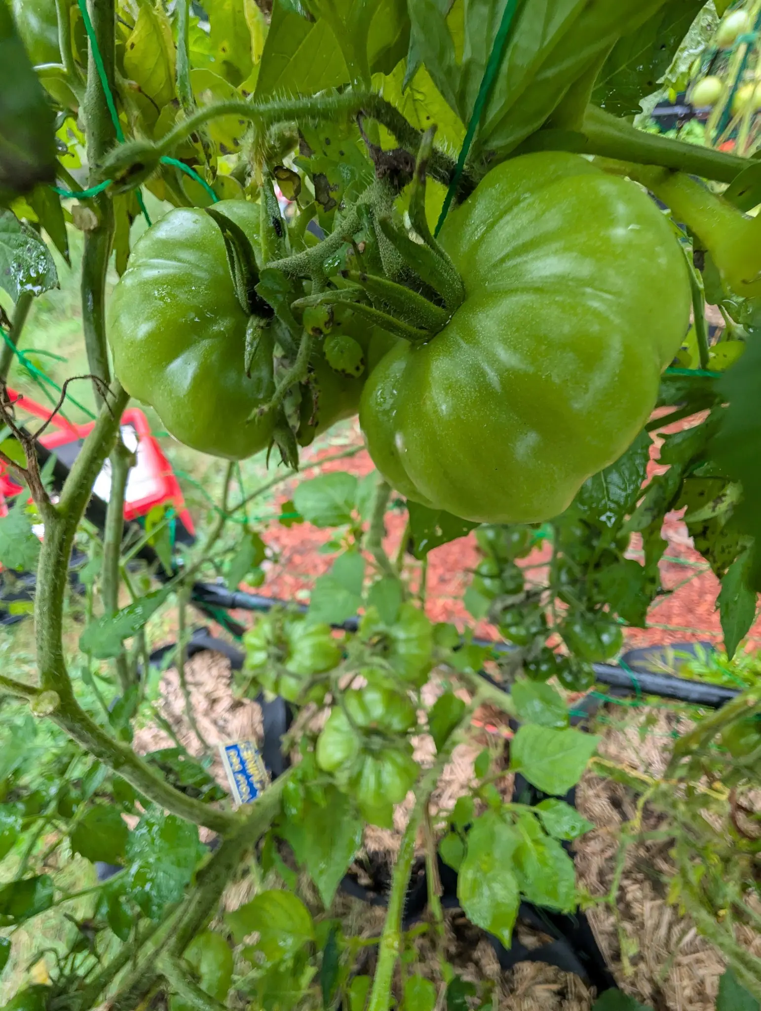 Two Rosso Sicilian tomatoes on 3 September, deeply ribbed across the shoulders and running with rain, still wholly green with more clusters setting smaller below them on the same hairy vine.