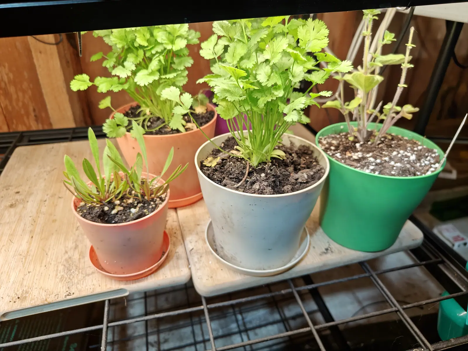 Cilantro under lights on 1 June, one tight crown throwing up fan-shaped leaflets three to a leaf with rounded scalloped edges, a second clump behind it already finer cut at the top, the grow light casting cool blue below and warm orange on the planks.