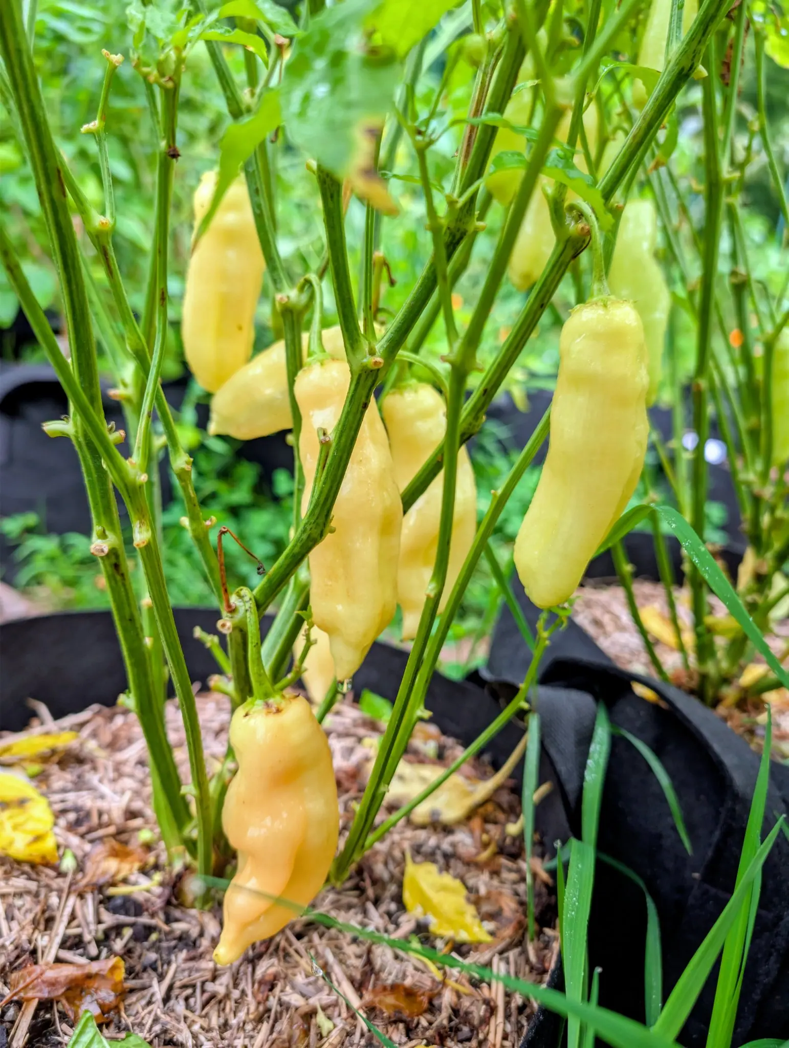 Half a dozen Sugar Rush Peach chilies on 3 September, pale cream-yellow and lightly wrinkled with the apricot blush starting at their tips, hanging from stems already gone bare, fallen yellow leaves lying underneath.