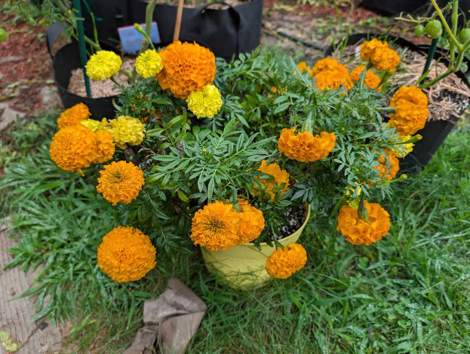 Marigolds from directly above on 3 September, a dozen and more dense pompom heads in deep orange with a few come up pale lemon among them, packed over finely divided dark foliage and standing on wet grass.