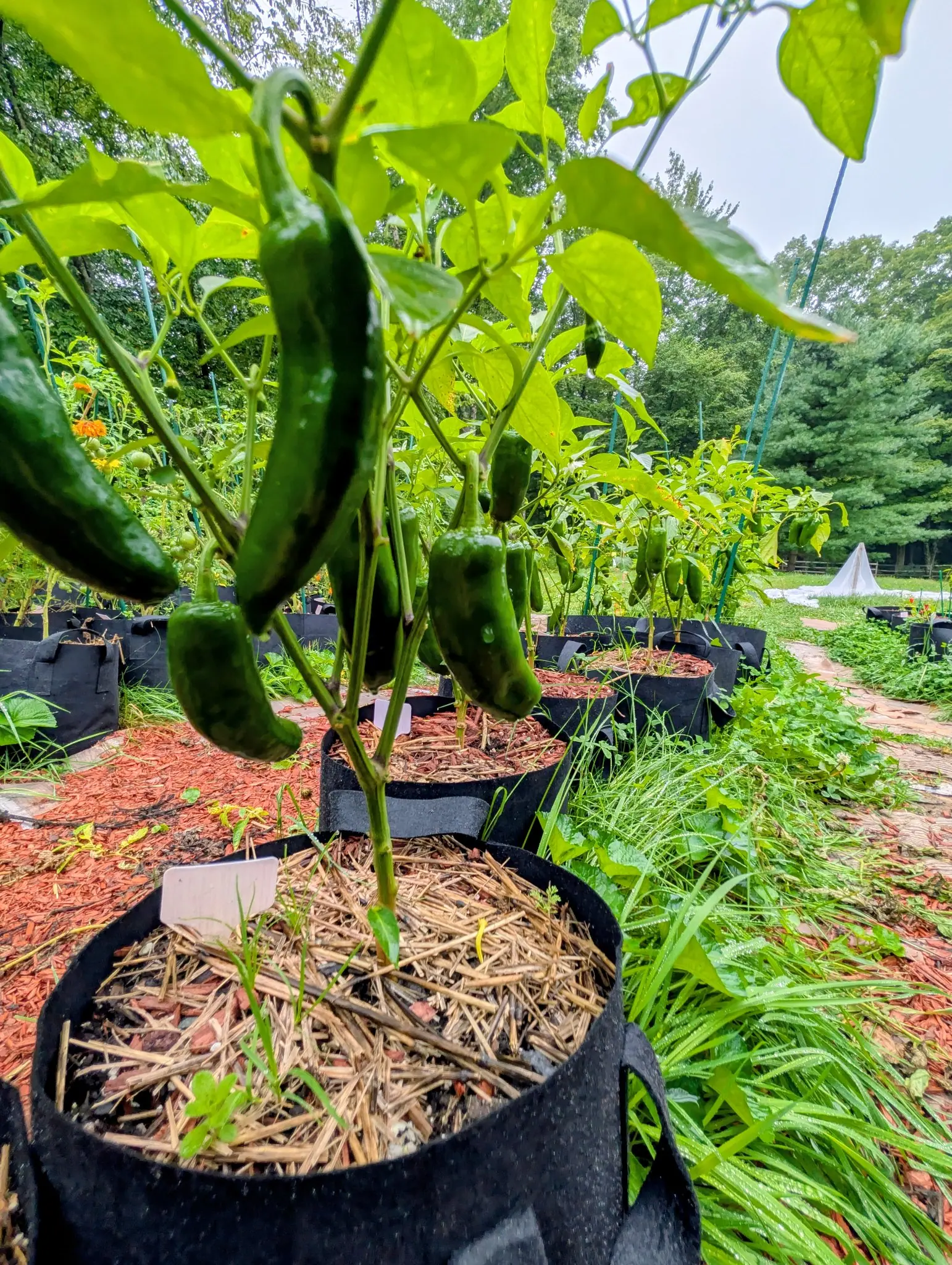 A cluster of Megatron jalapenos on 3 September, dark green and blunt-tipped but drawn out long, hanging in one bunch low on the plant with the garden running back behind them to a treeline under pale overcast sky.