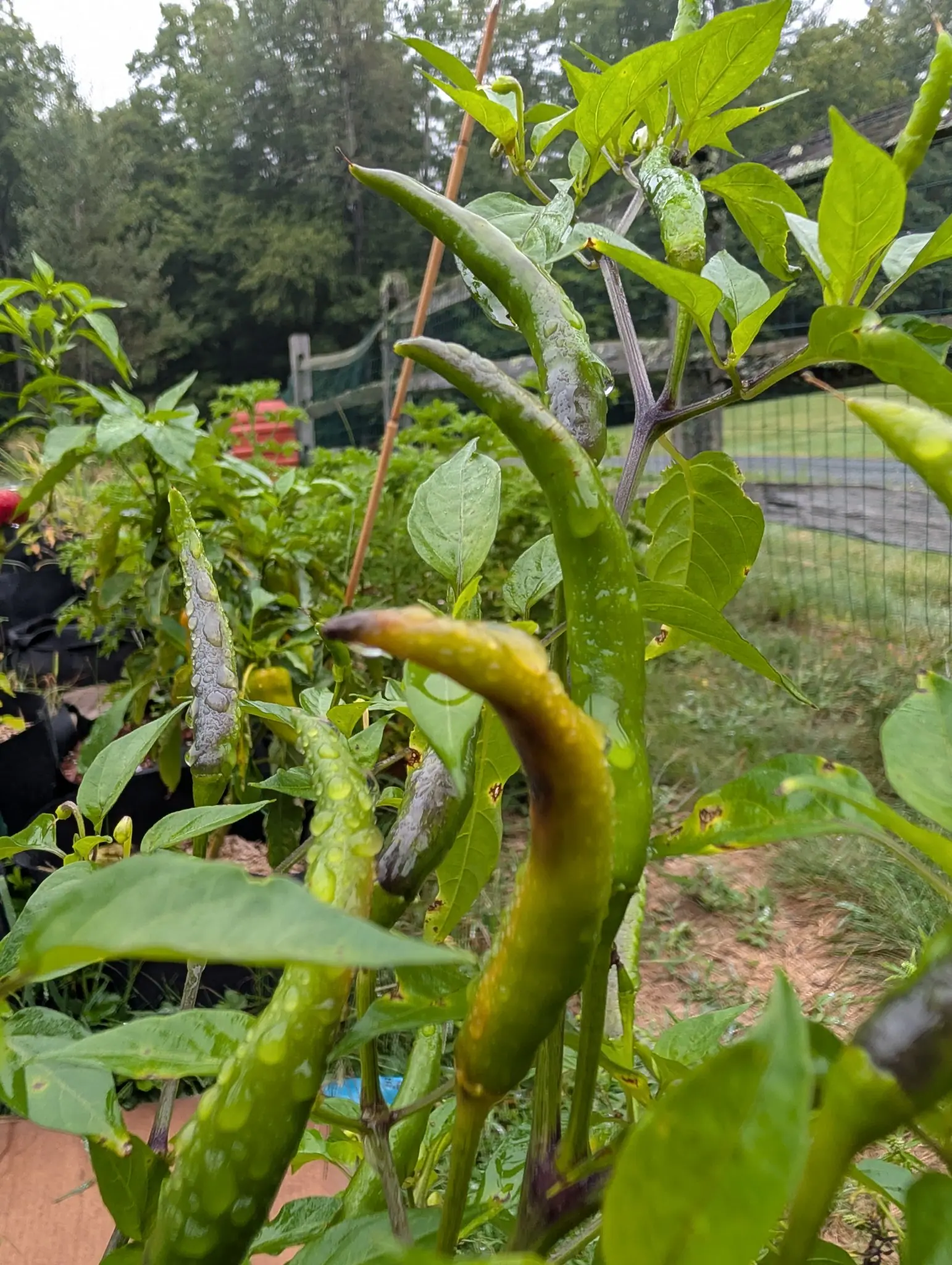 Thai Dragon chilies on 3 September, several of them curving upward rather than hanging, pale green and beaded with rain, with the one in front turning bronze-gold along its whole length and dark trees blurred behind.