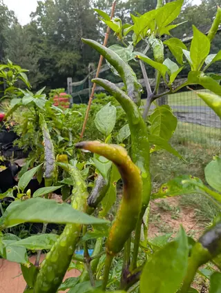 Thai Dragon chilies on 3 September, several of them curving upward rather than hanging, pale green and beaded with rain, with the one in front turning bronze-gold along its whole length and dark trees blurred behind.