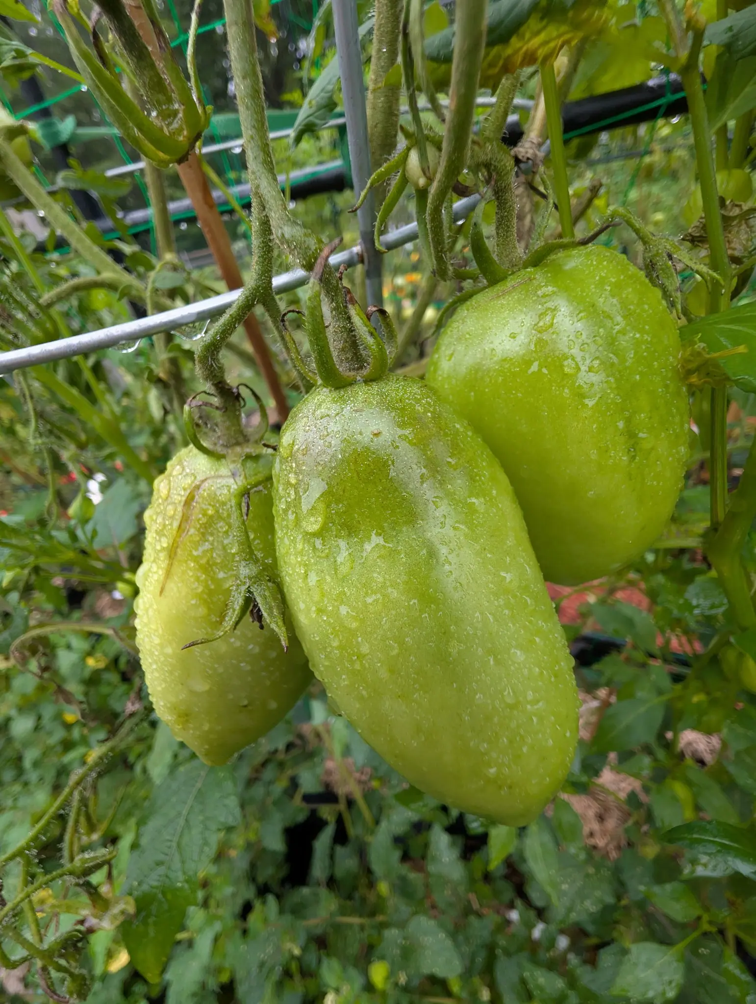 Three Ukrainian Purple tomatoes on 3 September, oblong and plum-shaped and hanging in one cluster, still pale green and running with rain, their hairy calyxes spread wide open at the top of each.