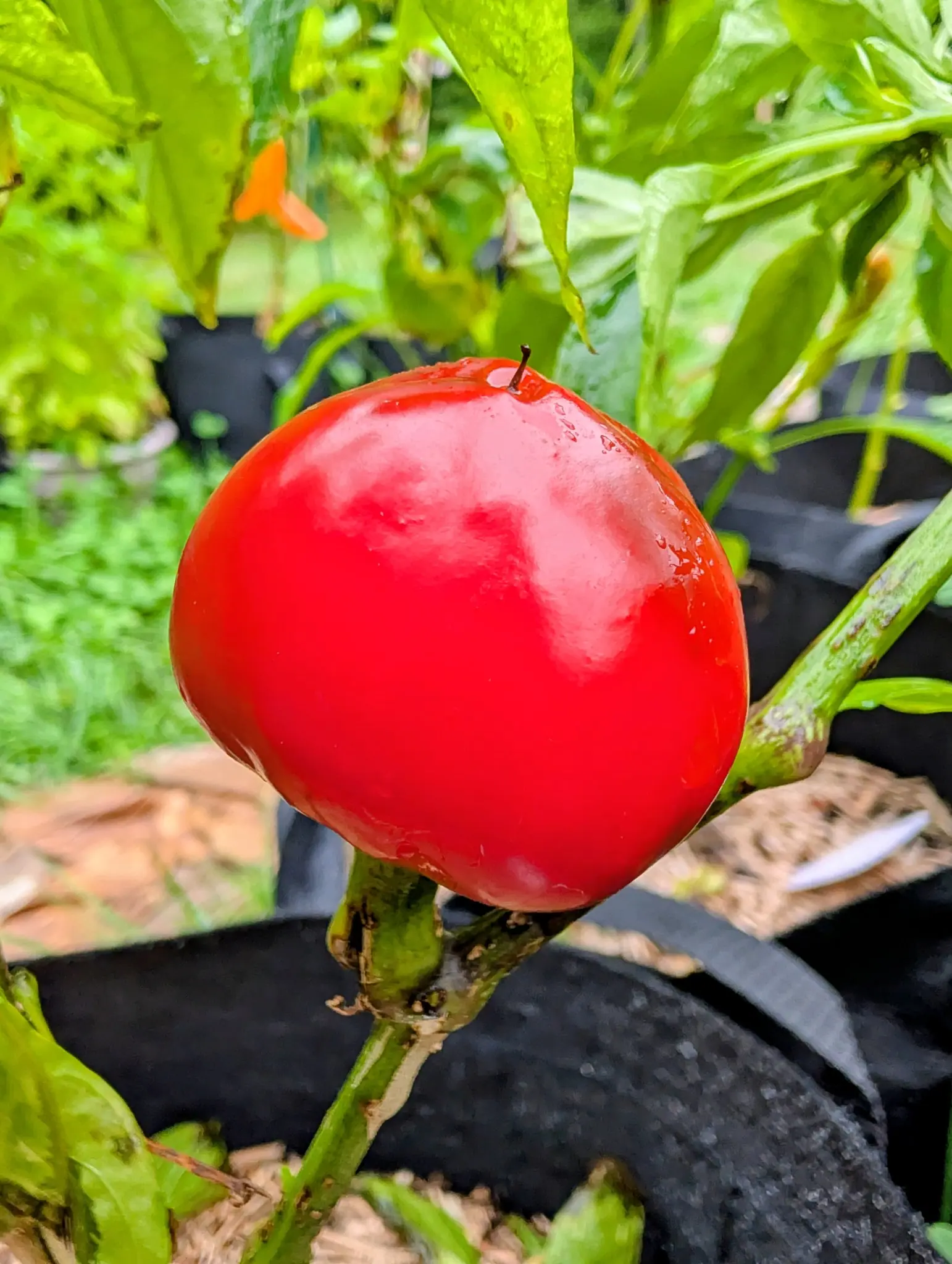 A Cherry Hot pepper on 3 September, round and glossy scarlet and sitting upright on its stalk instead of hanging, a tiny dark point left at the crown and rain still standing on it, broad leaves arching over.