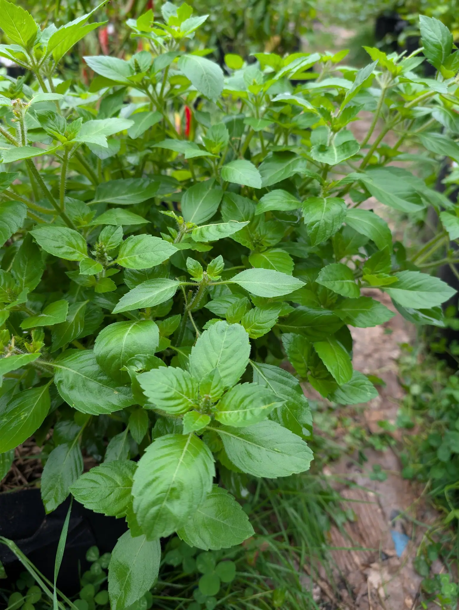 Sweet basil on 3 September, its leaves in opposite pairs that turn a quarter circle at every node up the square hairy stems, and a stacked whorl of green flower bracts now forming at every single shoot tip.