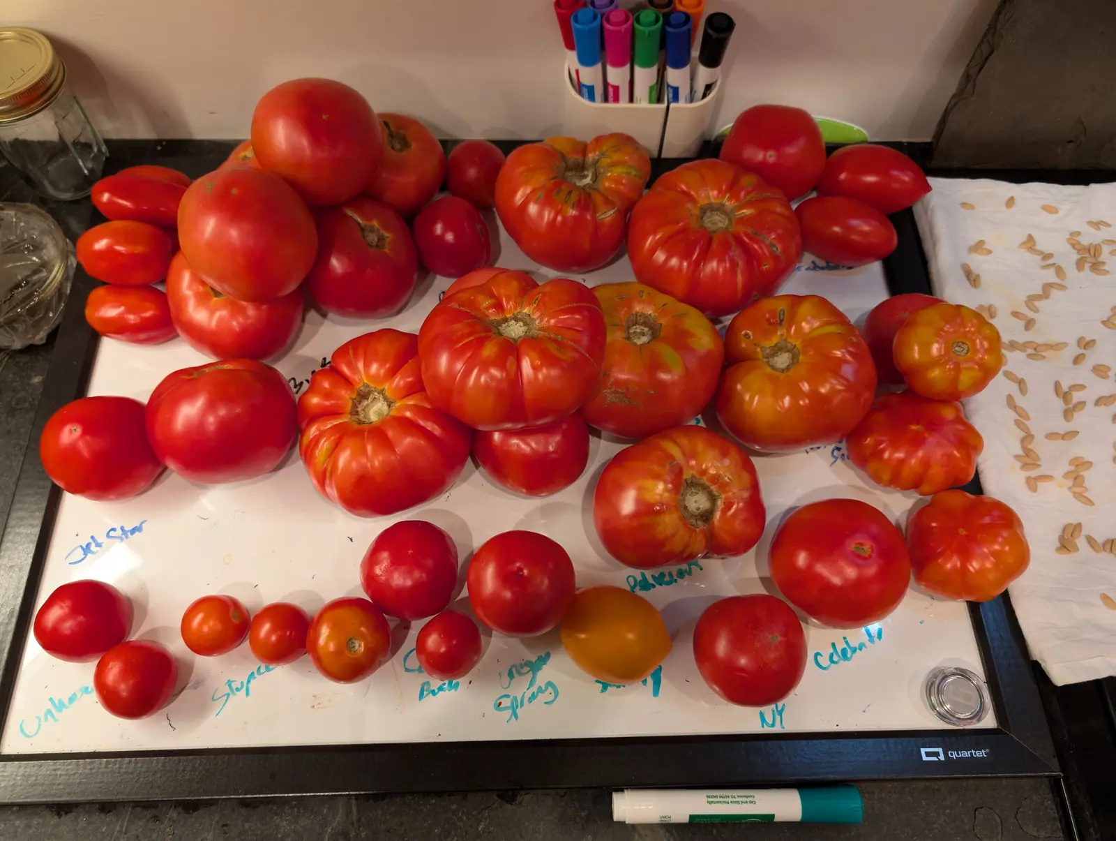 Thirty tomatoes laid out in groups on a whiteboard on 3 September, running from cherry types up to deeply ribbed beefsteaks with one gone orange-yellow, each group annotated in colored marker and pale seeds drying on a cloth alongside.