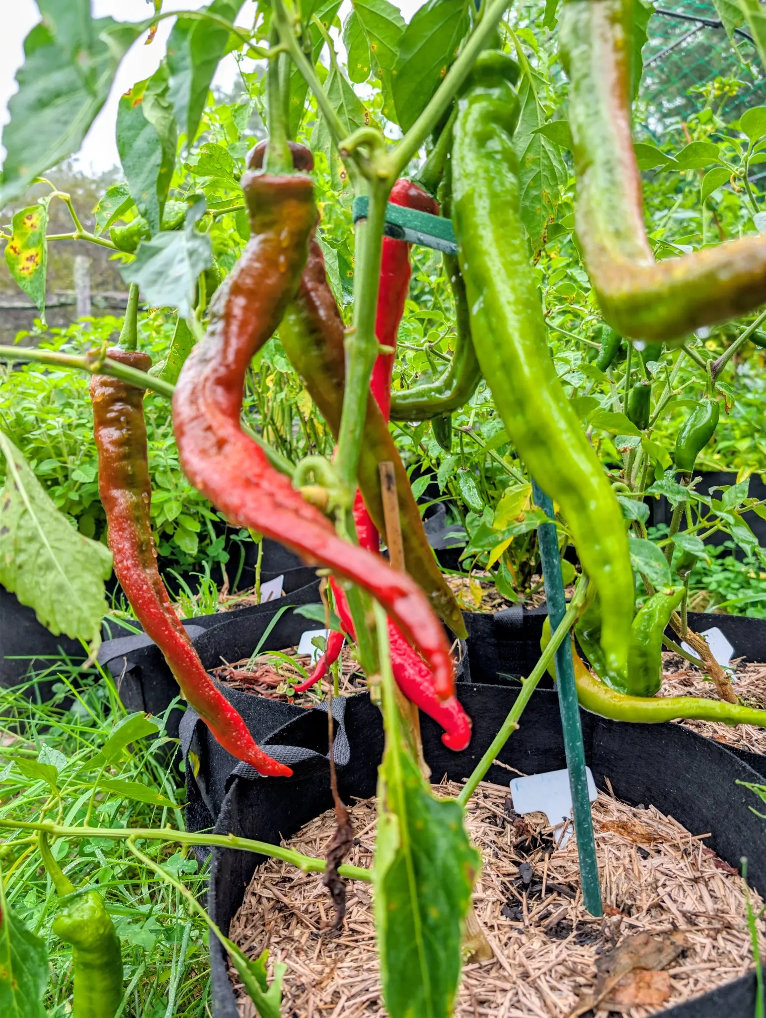Ristra Cayenne chilies on 3 September, long and slender and hanging in a tangle over one another, several already scarlet and several still bright green, with two caught partway between in a dull bronze.