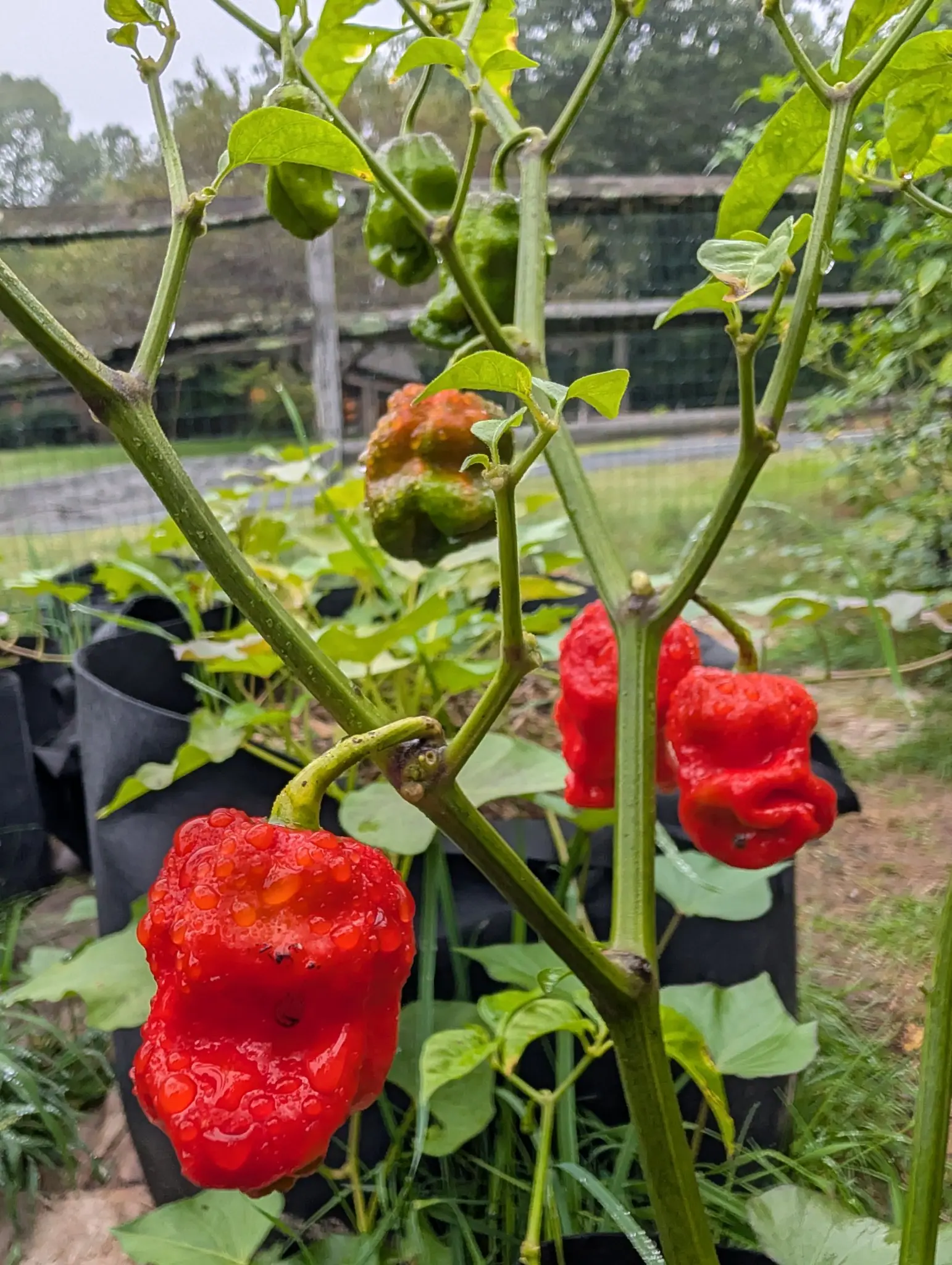 Armageddon chilies on 3 September, three of them squat and scarlet with the skin pitted and lumped into deep wrinkles, the nearest still beaded with rain and a fourth above it mottled half green and half orange.