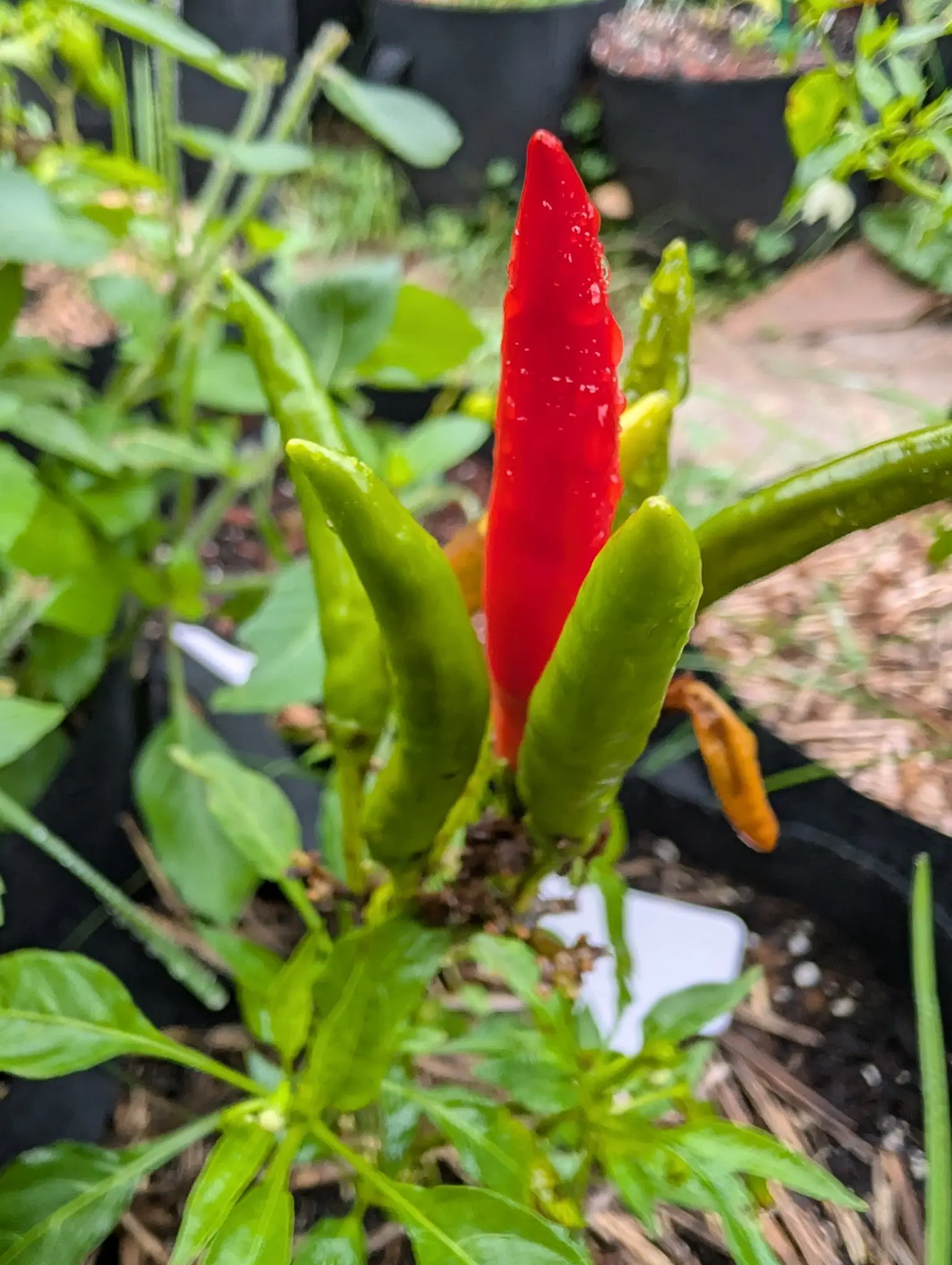 Yatsufusa chilies on 3 September, a tight cluster held upright at the very top of the plant, three or four still pale green and the one scarlet among them standing tallest, with a single shriveled tan fruit off to the side.