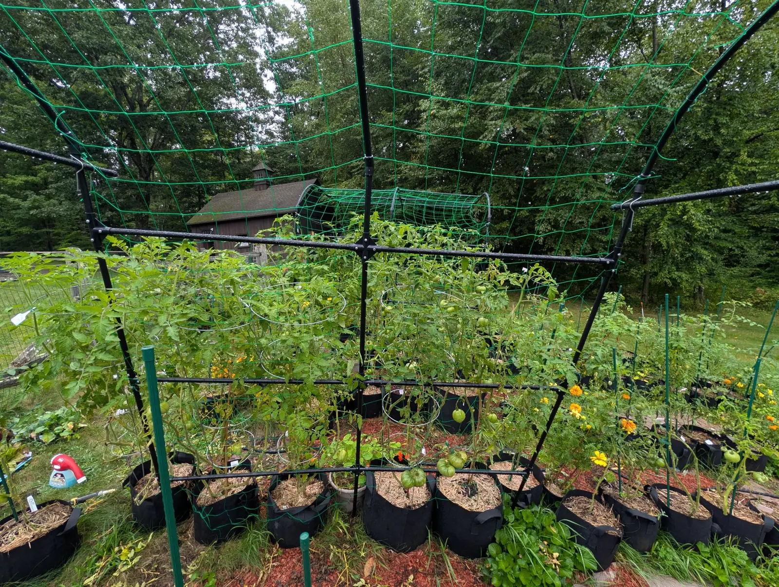 Two rows of tomatoes netted in under green mesh on 3 September, every fruit on them still round and green, with marigolds flowering orange along the right-hand edge and a shingled outbuilding and its cupola standing beyond in woodland.