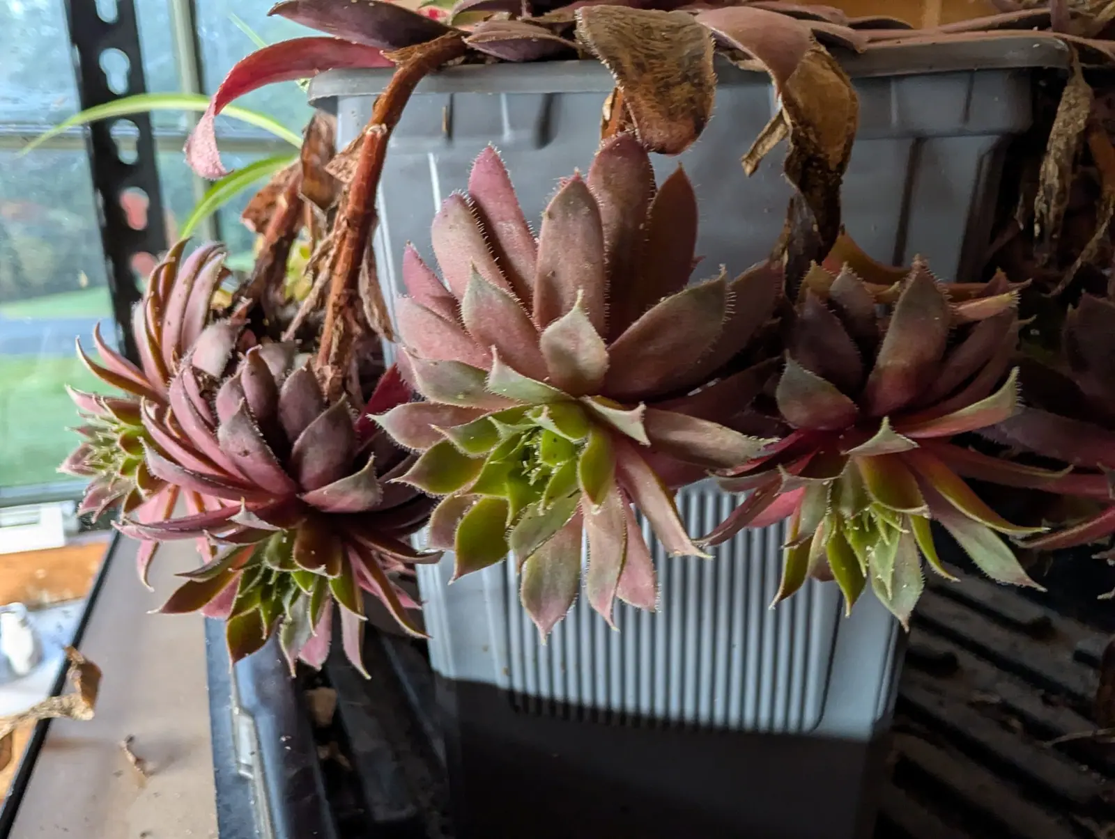 A Royal Ruby sempervivum on 3 September, its rosettes fringed in fine white hairs and shading from dusky maroon tips to pale green centers, spilling over the rim beneath older withered leaves with the lawn bright in the window behind.