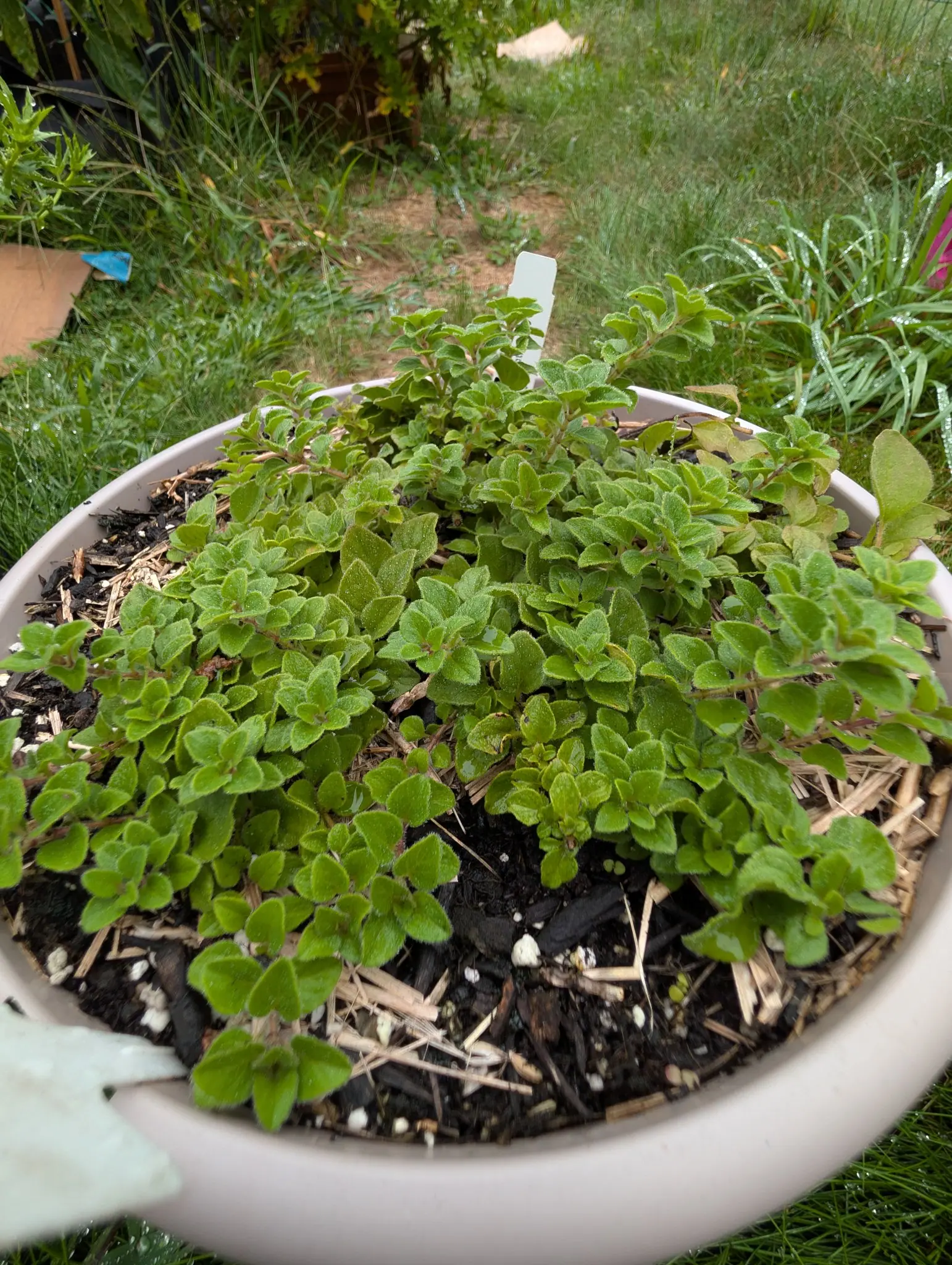 Hot & Spicy oregano on 3 September, a low mound of small rounded fuzzy leaves in opposite pairs on thin reddish stems, spread wide enough now to fill its pot to the rim and out over it, standing on wet grass.