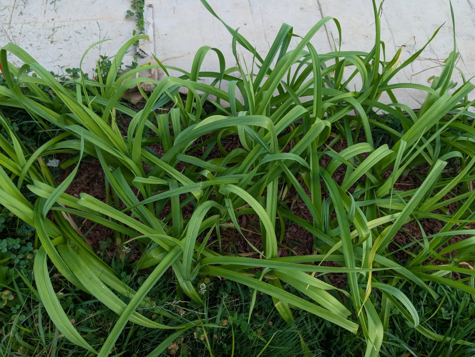 Flat leaves folded lengthwise along a keel into shallow Vs rather than rolled into tubes, on 26 August, and shot so tightly into the foliage that no shank, no base and no bulb shows anywhere in the frame.