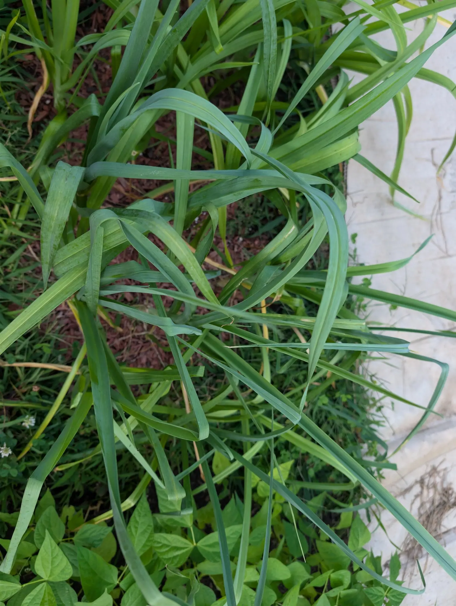 Glaucous blue-green straps on 26 August, each folded along its keel and arching outward until the clump reads as a tangle rather than an upright fan — tips burnt to straw, one split lengthwise, clover flowering through beneath it in flat overcast light.