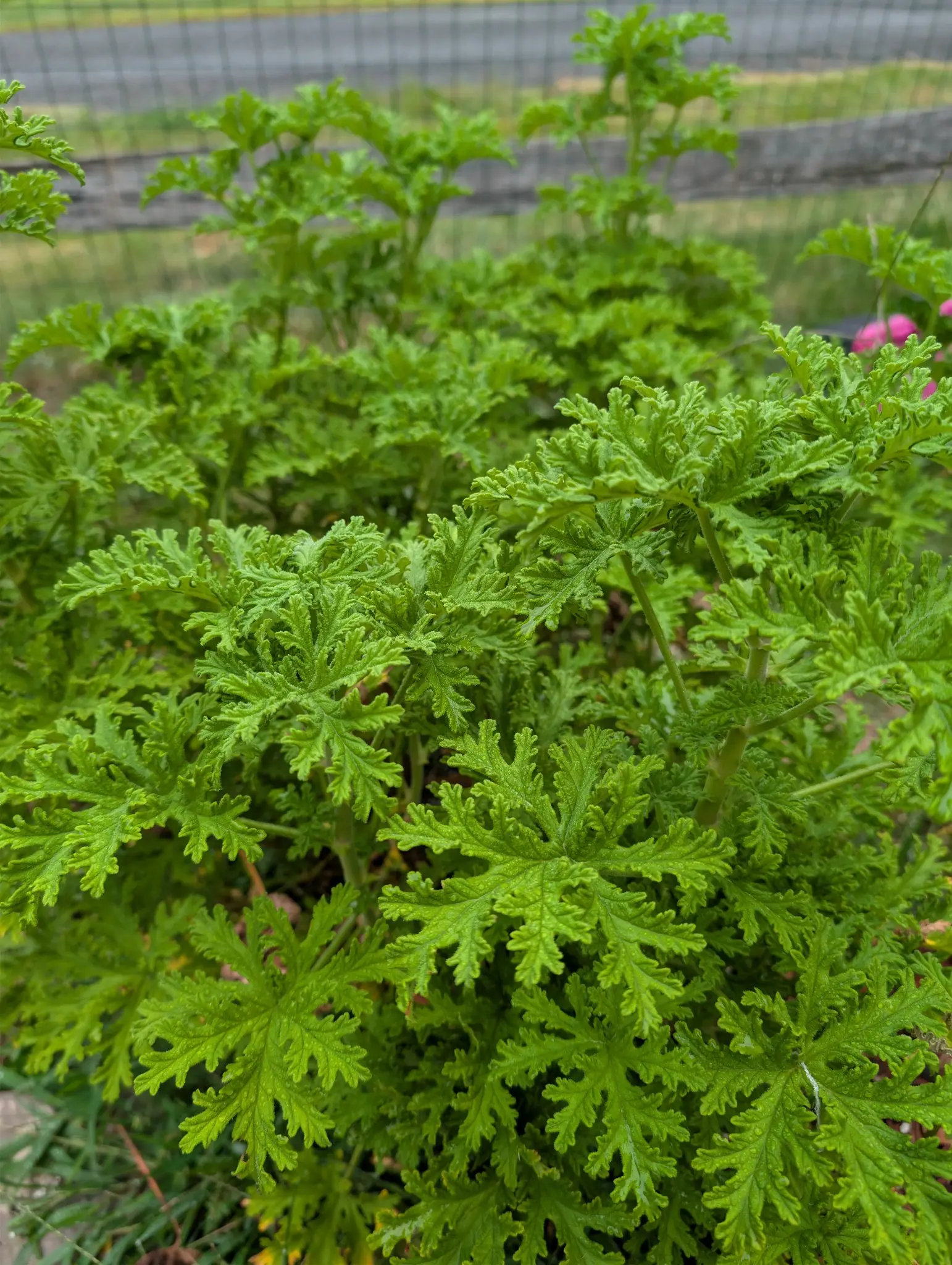 Foliage cut into narrow finger-like segments and then crisped and ruffled along every margin on 3 September, so the whole mound reads as lace — pale hairs furring the jointed succulent stems, soft new shoots standing clear above it under flat gray light.