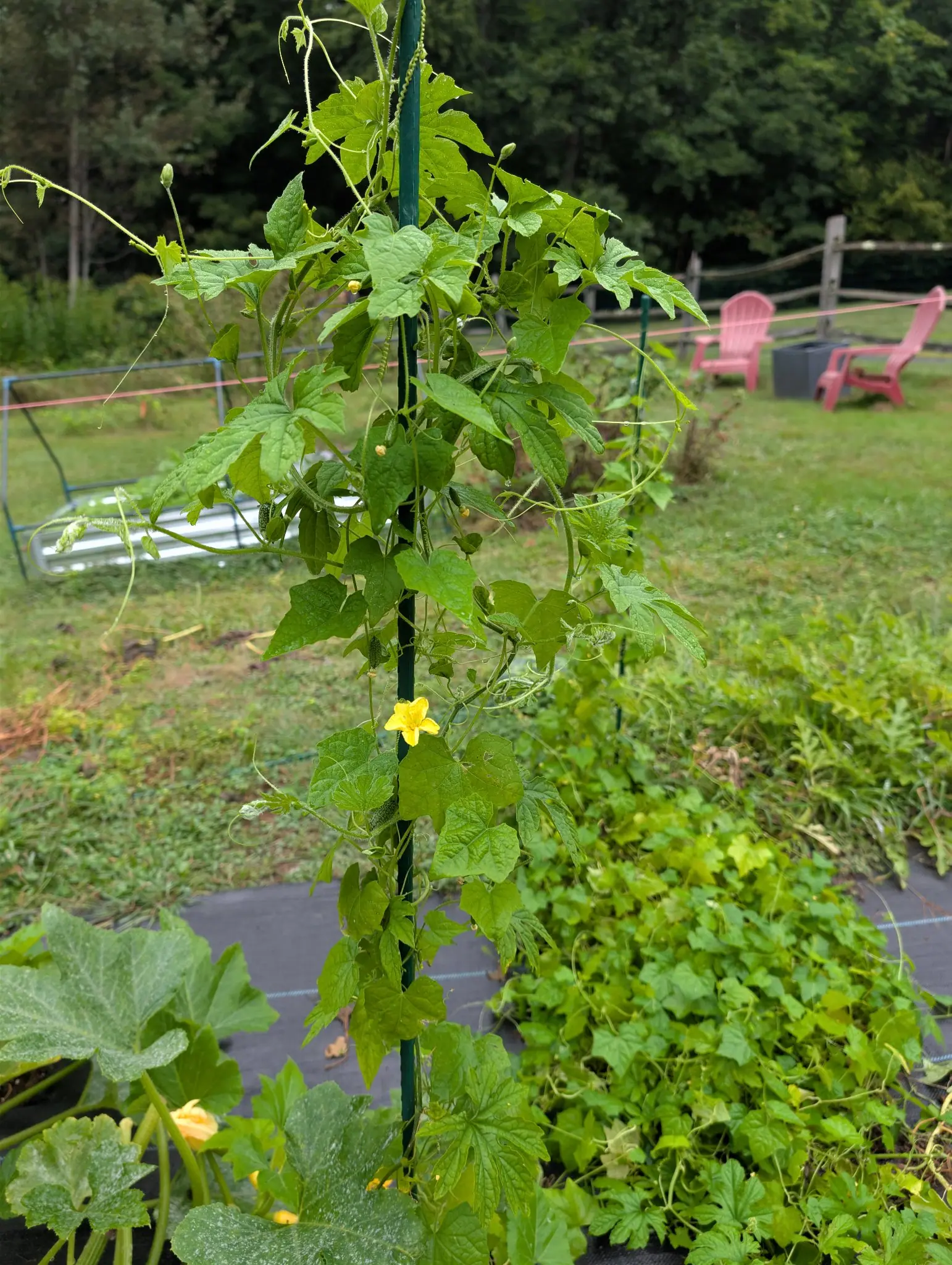 Bitter Melon on 3 September: five young fruits set along one wiry vine, each ridged into rows of blunt warts and each still wearing at its tip the shriveled yellow flower it came from, with loose tendrils curling into the air under flat overcast.