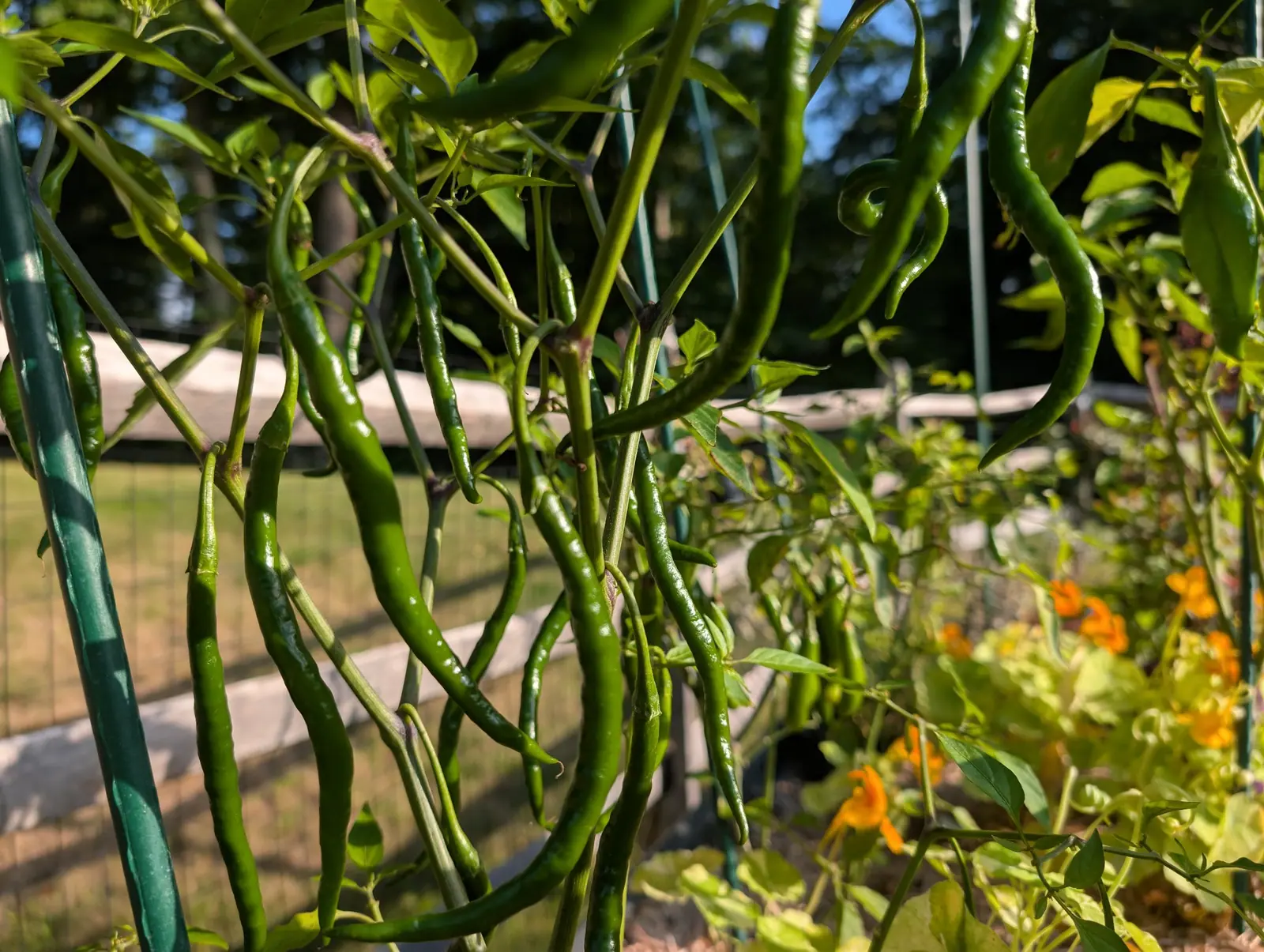 Gong Bao chilies hanging straight down through the canopy on 3 September, fifteen or more and every one still green — several kinked or S-curved, one at the top curled into a closed ring — with low sun raking in from the right down the length of each pod.