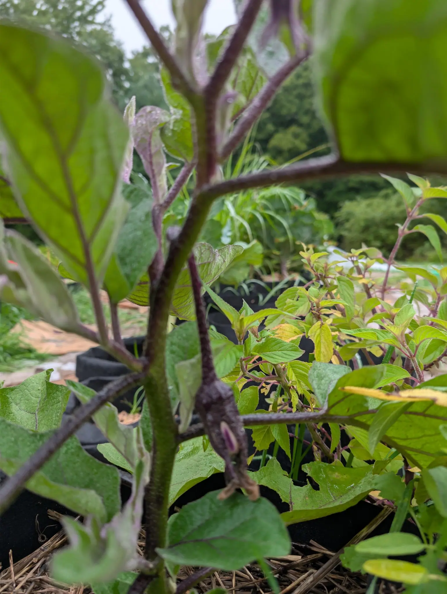 A Ping Tung Long eggplant on 3 September, shot from the ground among stems stained purple-brown and bristled with short hairs — one bud held tight to the stem, its cream sepals split just wide enough to show a wedge of violet, the only color on the plant.