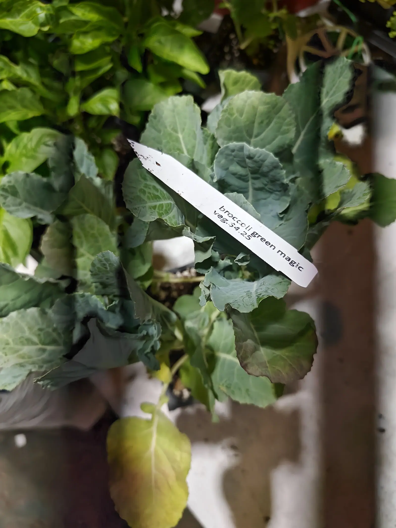 A young brassica on 6 June, matte blue-green under a faint waxy bloom, its broad rounded leaves crisped and buckled along the margins and threaded with a netted tracery of pale veins off a cream midrib, still damp in soft shadowless daylight.