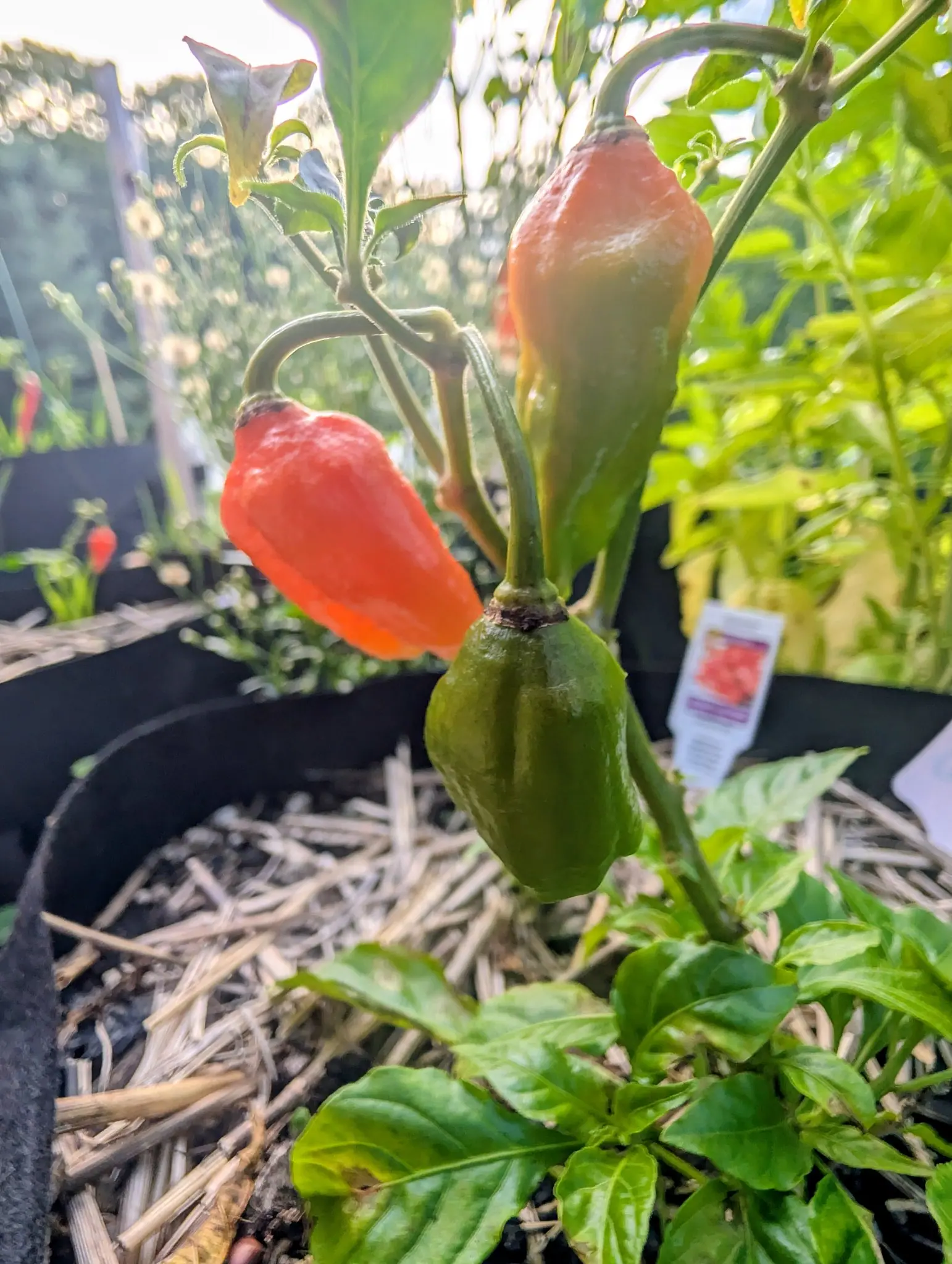 Three Ghost chilies at three stages on 3 September — one saturated orange-red and lit through by the low sun, one cream at the base running to salmon over its top half, one still matt green — every skin pitted and puckered, rim-lit against a blown-out sky.