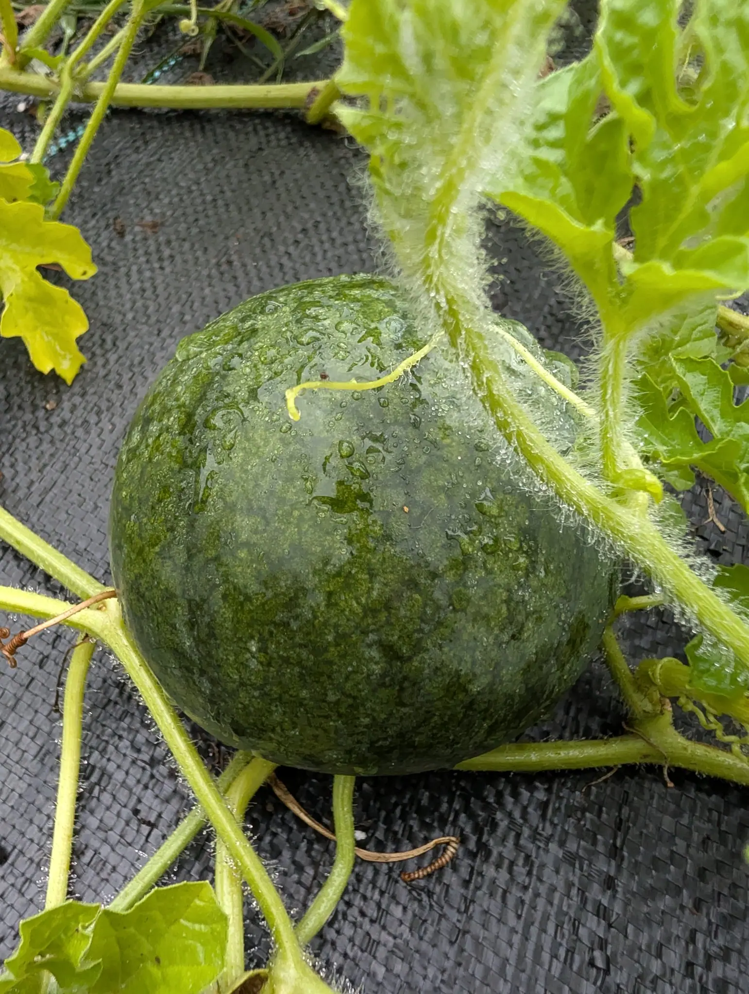 A Sugar Baby watermelon on 3 September, matt dark green under pooled rain and still wearing the pale ring that shows it has not been turned — a live tendril curled across its top, a dead one beside it dried tan and wound into a tight spiral.