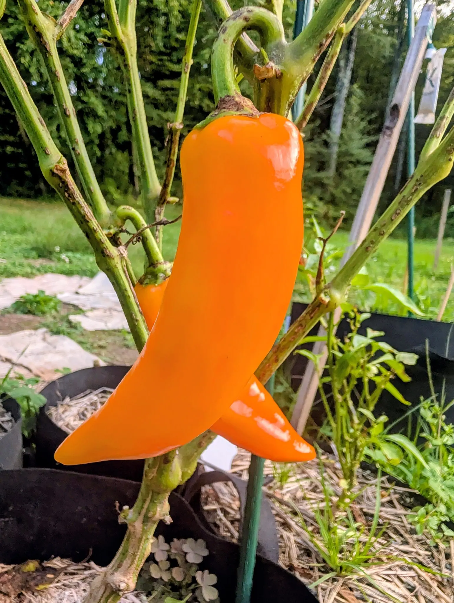 Two Bulgarian Carrot chilies crossed in front of the camera on 3 September — a flat saturated orange end to end, no green and no red anywhere — hanging on a plant so nearly leafless that its bare stems show only corky old leaf scars.