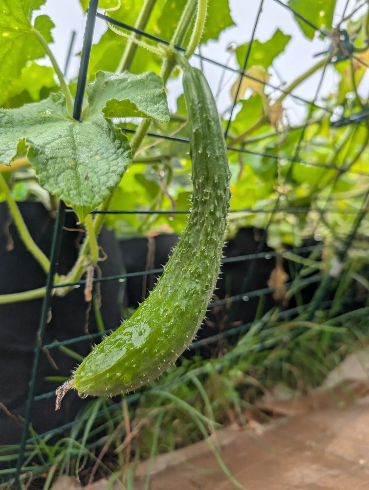 A Suyo Long cucumber hanging free on 3 September, curved into a shallow C with the blossom end swinging down and every raised tubercle tipped with a white spine, so the overcast light outlines the fruit in bristles. The dead flower still holds at its tip.