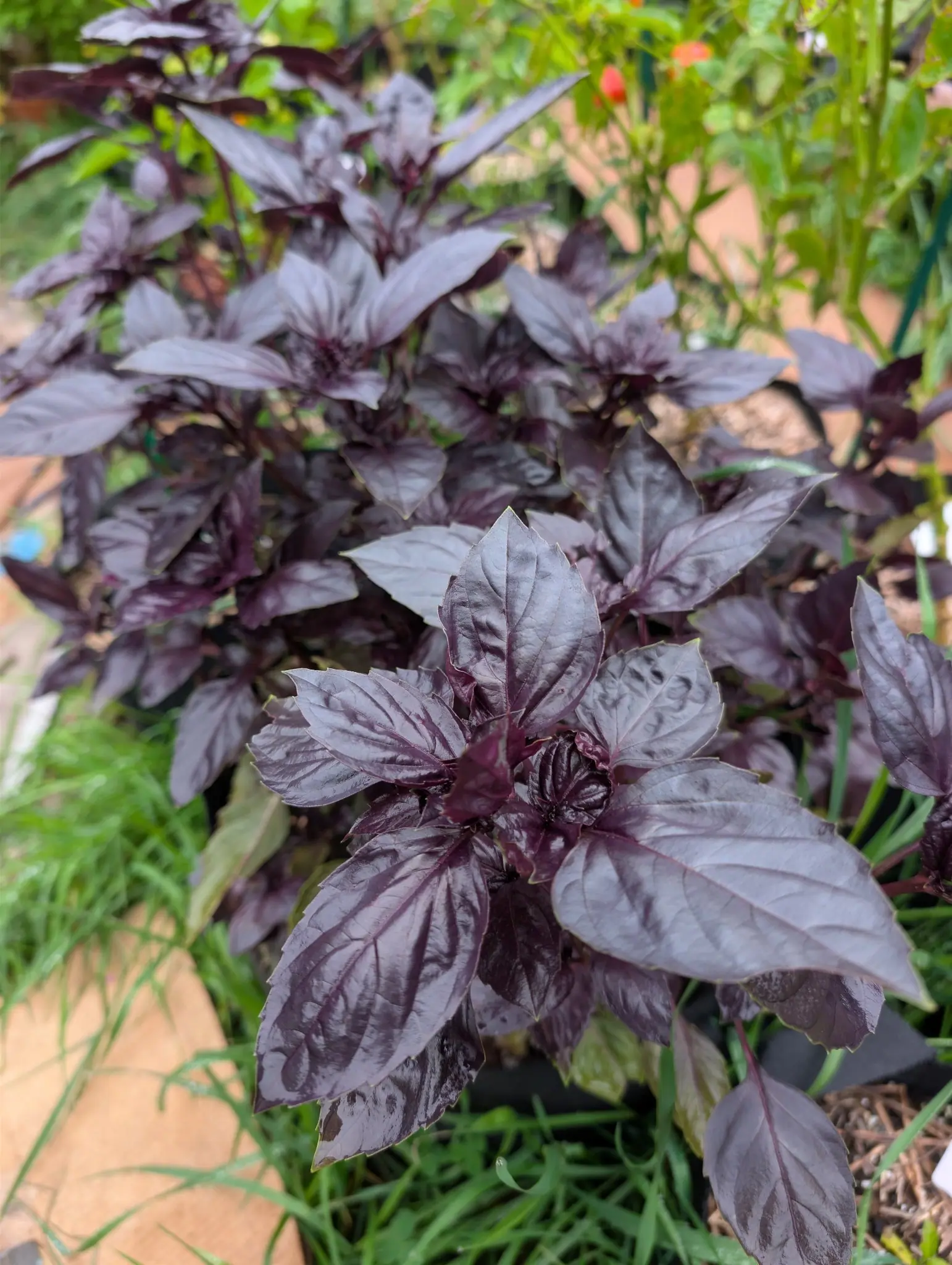 Purple Petra basil on 3 September, its leaf pairs turning ninety degrees at each node so every shoot reads from above as a stack of crosses — near-black but for the lavender-gray where the sky slides across the gloss, one tip already knotted into bracts.