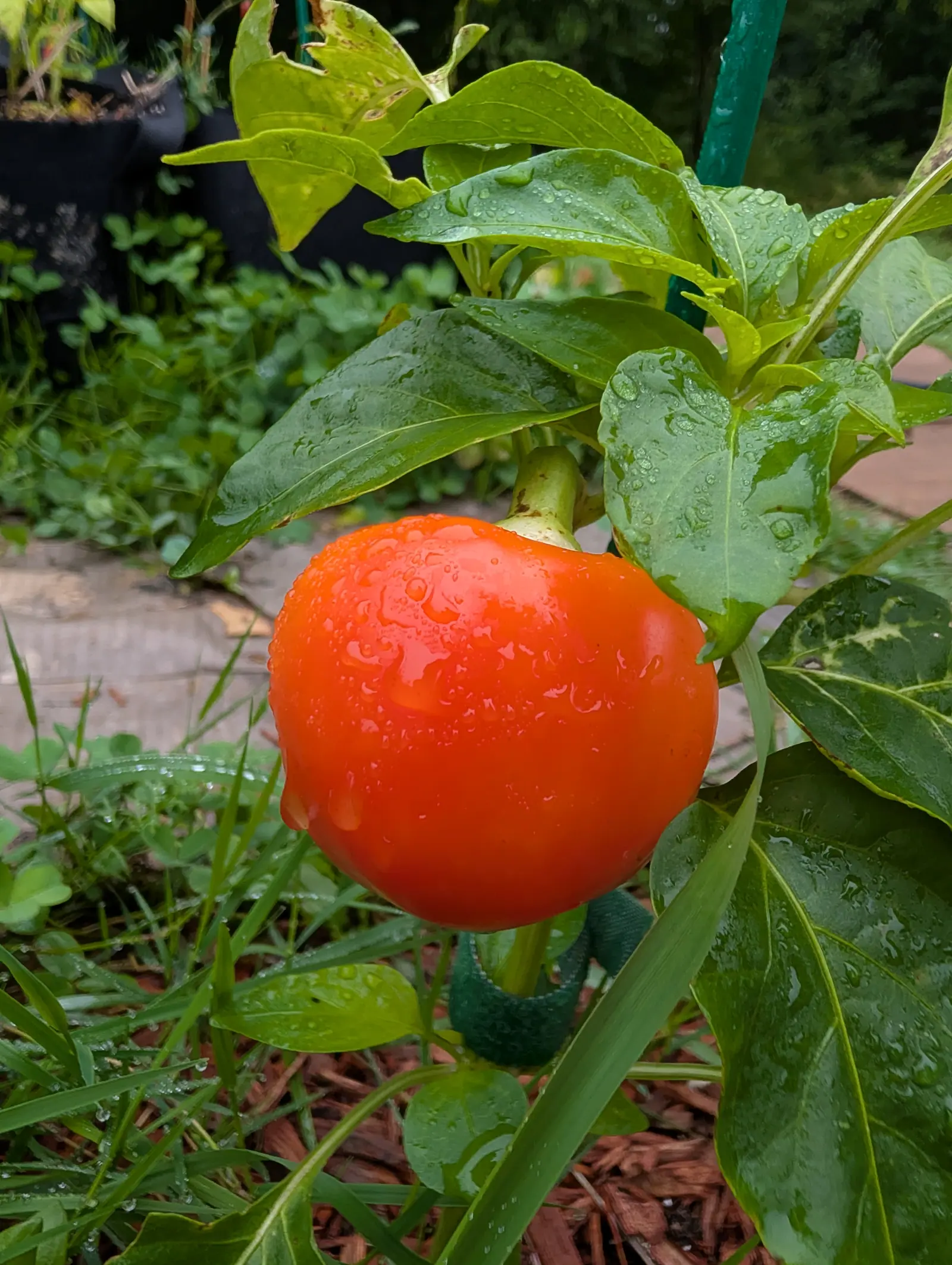 A pepper ripened squat and near-spherical on 3 September, hanging from a pedicel bent under its weight — red-orange over the top and deepening to pure red in the shade beneath, so soaked that the beads have run into fat drops falling off its lower curve.