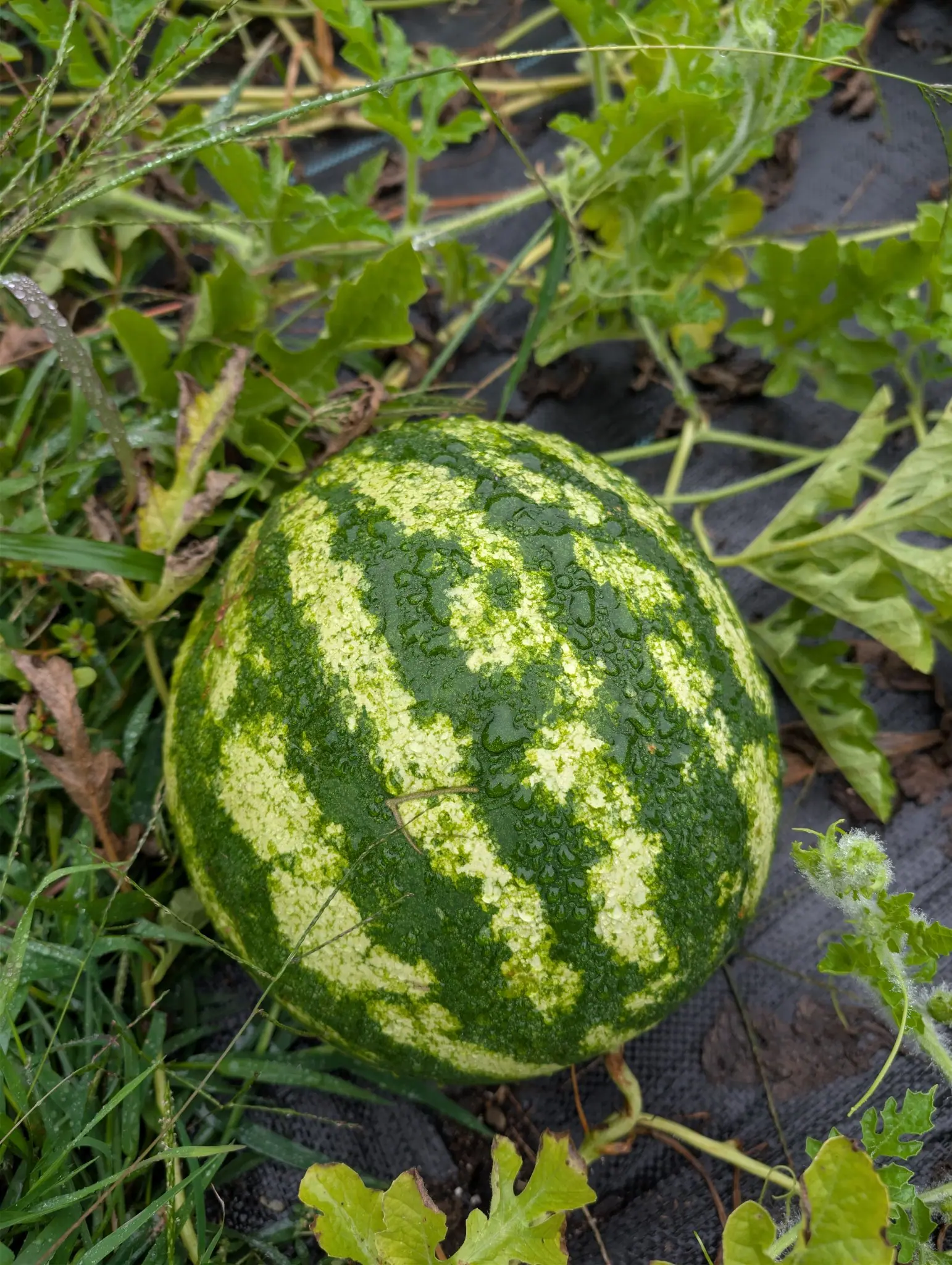 A Crimson Sweet watermelon from directly overhead on 3 September, its dark bands saw-toothed along their edges against paler stripes that are stippled rather than solid — rain pooled in the hollows of the netted rind, one dried tendril curled across it.