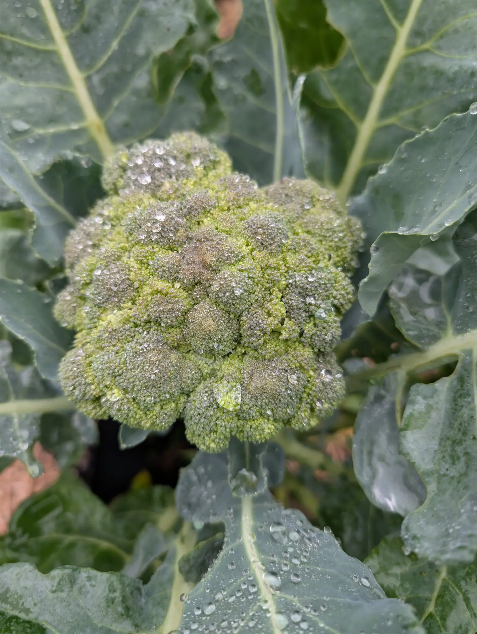 Broccoli on 3 September: a dome of a dozen rounded clusters packed shoulder to shoulder with not one bud open anywhere on it, and a wax so complete that the rain stands in separate beads, a few of them run together into lenses. Flat gray overcast.