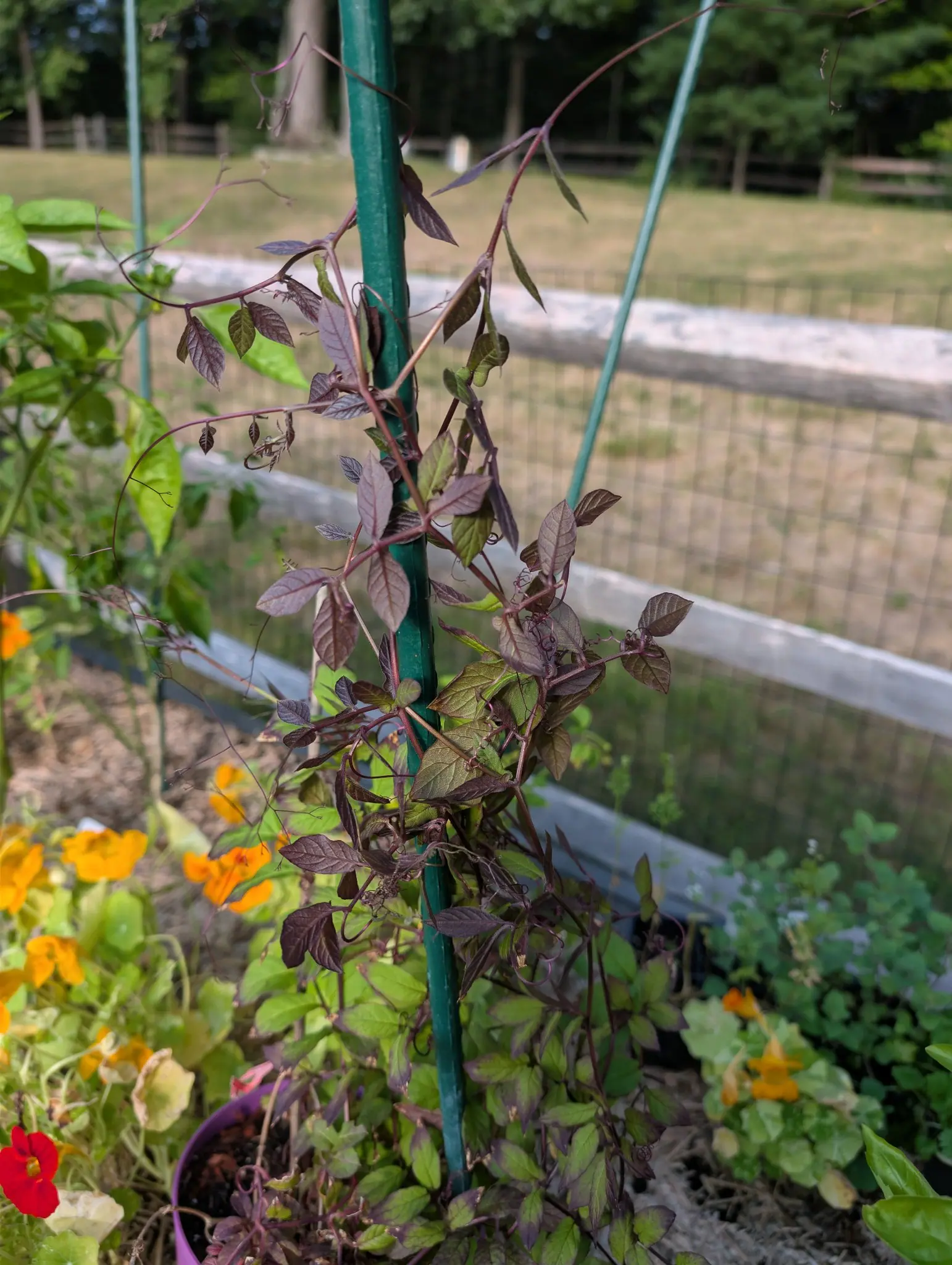 A vine that ends each compound leaf not in a leaflet but in a forked tendril, hooked onto its stake on 3 September — grading as it climbs from plain green at the base to bronze-purple at the top, and carrying not one open flower in hard warm side sun.
