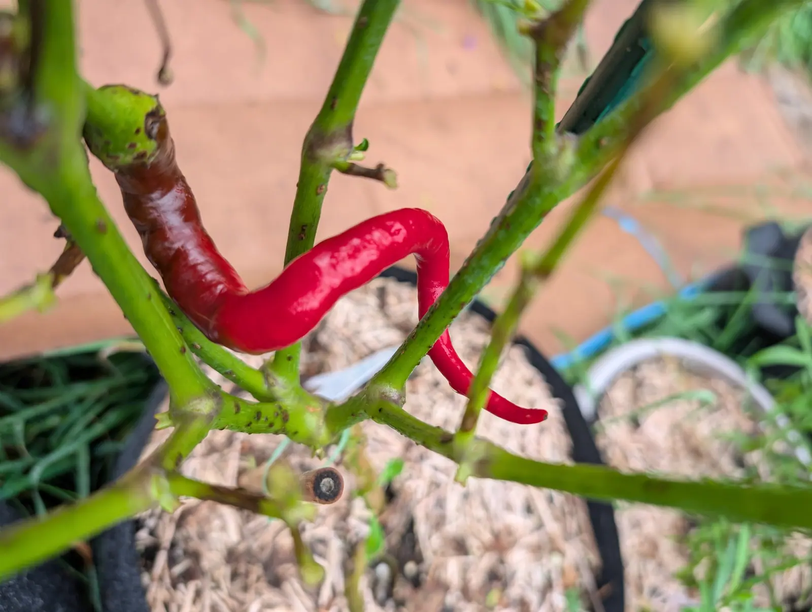A Sweet Sivri pepper kinked into a flat zigzag on 3 September — it runs left, doubles back on itself, then drops to a fine curved point — scarlet beside a duller brick-red twin on a plant so bare that one stem shows the pale sawn face where it was cut.