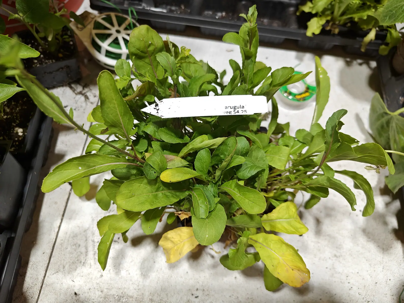 Arugula on 6 June, already starting to run up — a short shoot of narrow unopened buds at one side, the lobed blades shot through with small round holes and chewed in at the notches, two lower leaves gone entirely yellow, in flat indoor daylight.