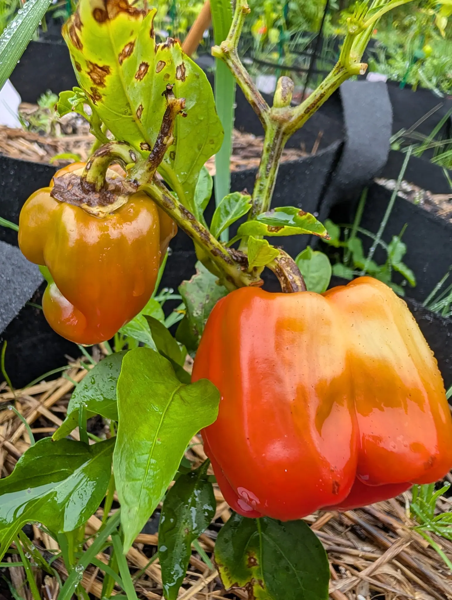 A Carmen pepper coloring from the blossom end back on 3 September — deep orange-red across its four lobes, cream-yellow over the shoulder and one whole flank, the two smeared together rather than meeting on a line — rain running off it under a gray sky.