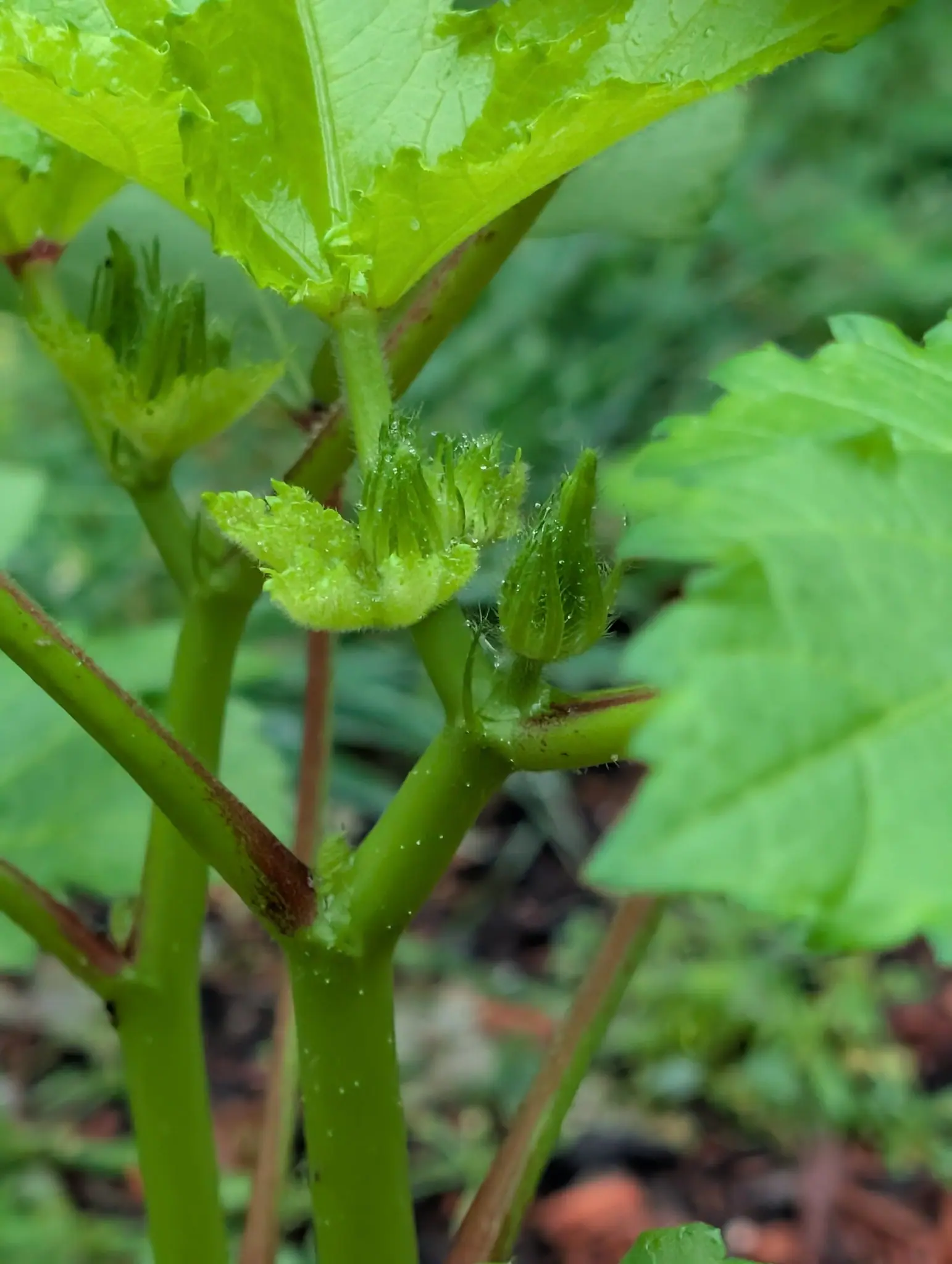 Clemson Spineless 80 okra on 3 September with no flower open at all: two spent calyces splayed back into fringed straps where the blooms have gone, and one bud still cased in stiff white hairs that hold the drizzle as separate bright spheres.