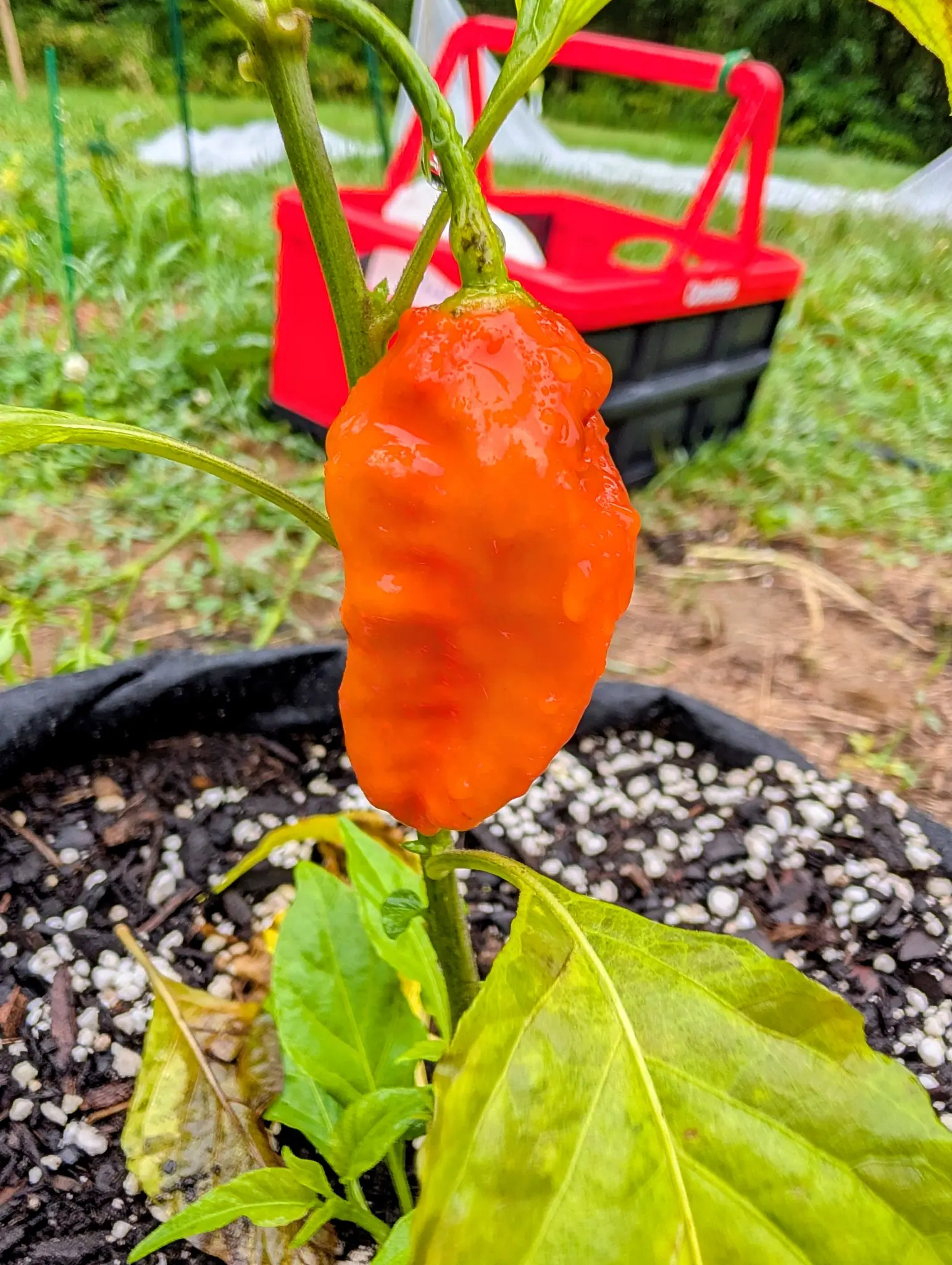 A Ghost chili hanging dead center on 3 September, one flat orange from shoulder to tip with no green left on it — the skin worked into shallow dimples and raised ridges that hold the rain, beads run together and falling off its lower edge. Flat gray light.