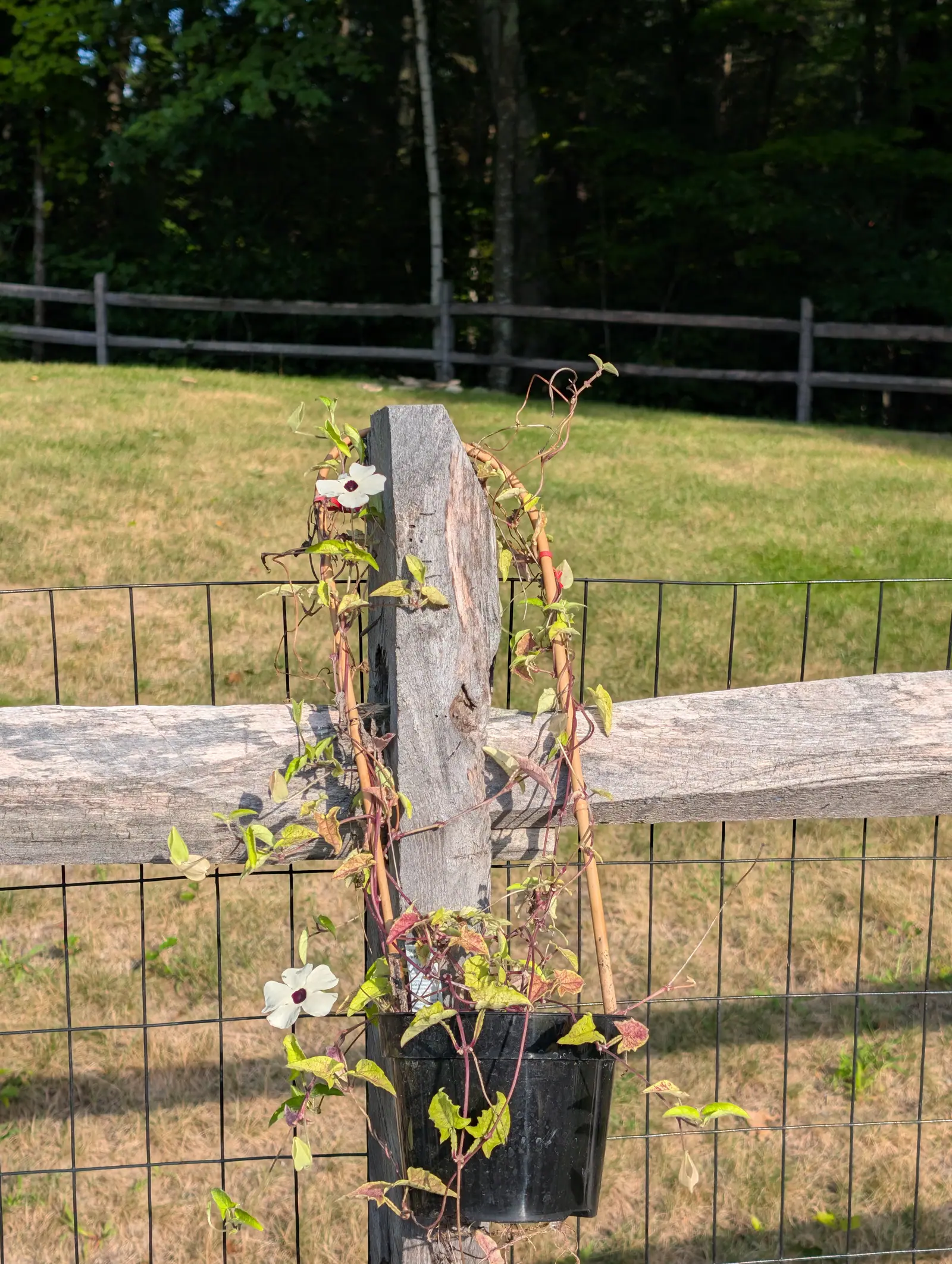 Two flat cream discs, five overlapping petals apiece around an eye of near-black maroon, open on a wiry pink-stemmed climber up a split-rail post on 3 September — arrowhead leaves blotched pink and bronze, hard sun laying the post's shadow along the rail.