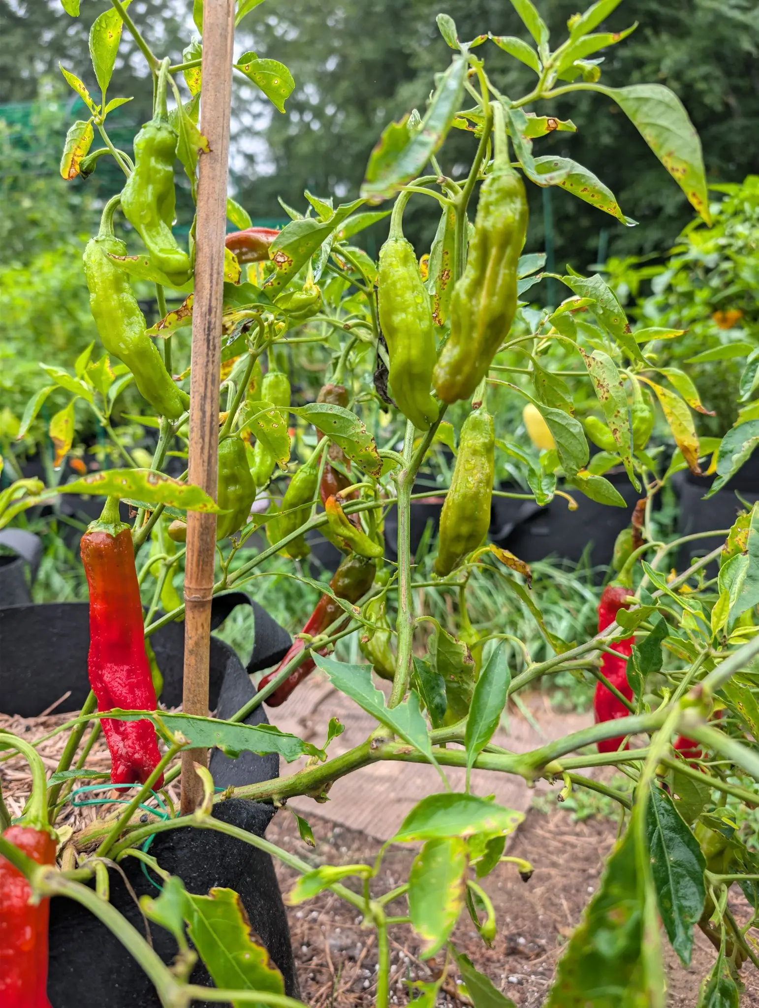 Dragon Roll peppers hanging at every angle on 3 September, most pale yellow-green and crumpled into longitudinal folds rather than smooth — four or five already scarlet among them, one standing almost upright instead of down. Flat overcast, all of it wet.