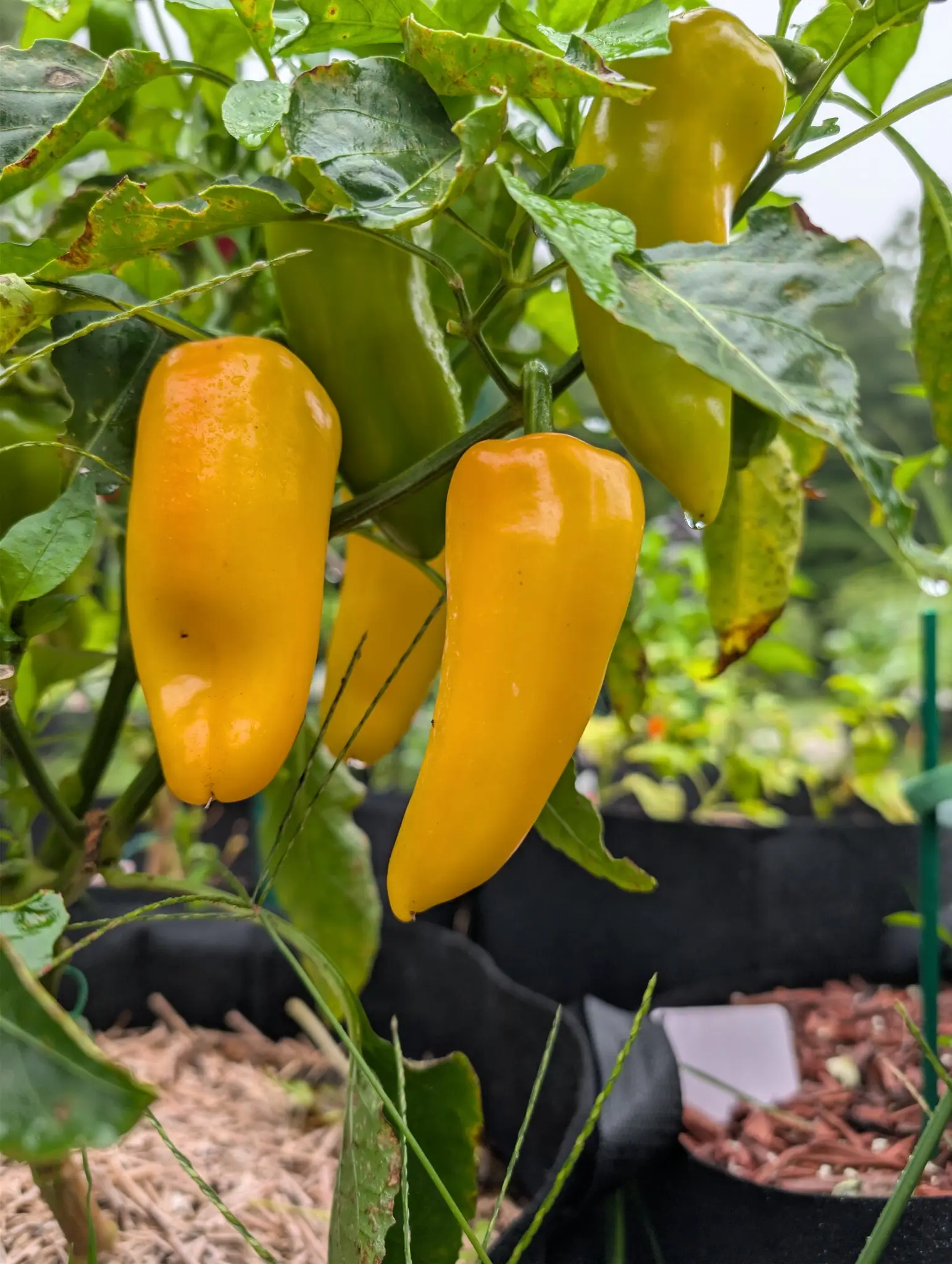 Five Pick-N-Pop Yellow pods hung together at the front of the plant on 3 September — three already deep gold, the nearest blocky and squared off with an apricot blush across its shoulder, the two above still green — every one wet under a flat white sky.