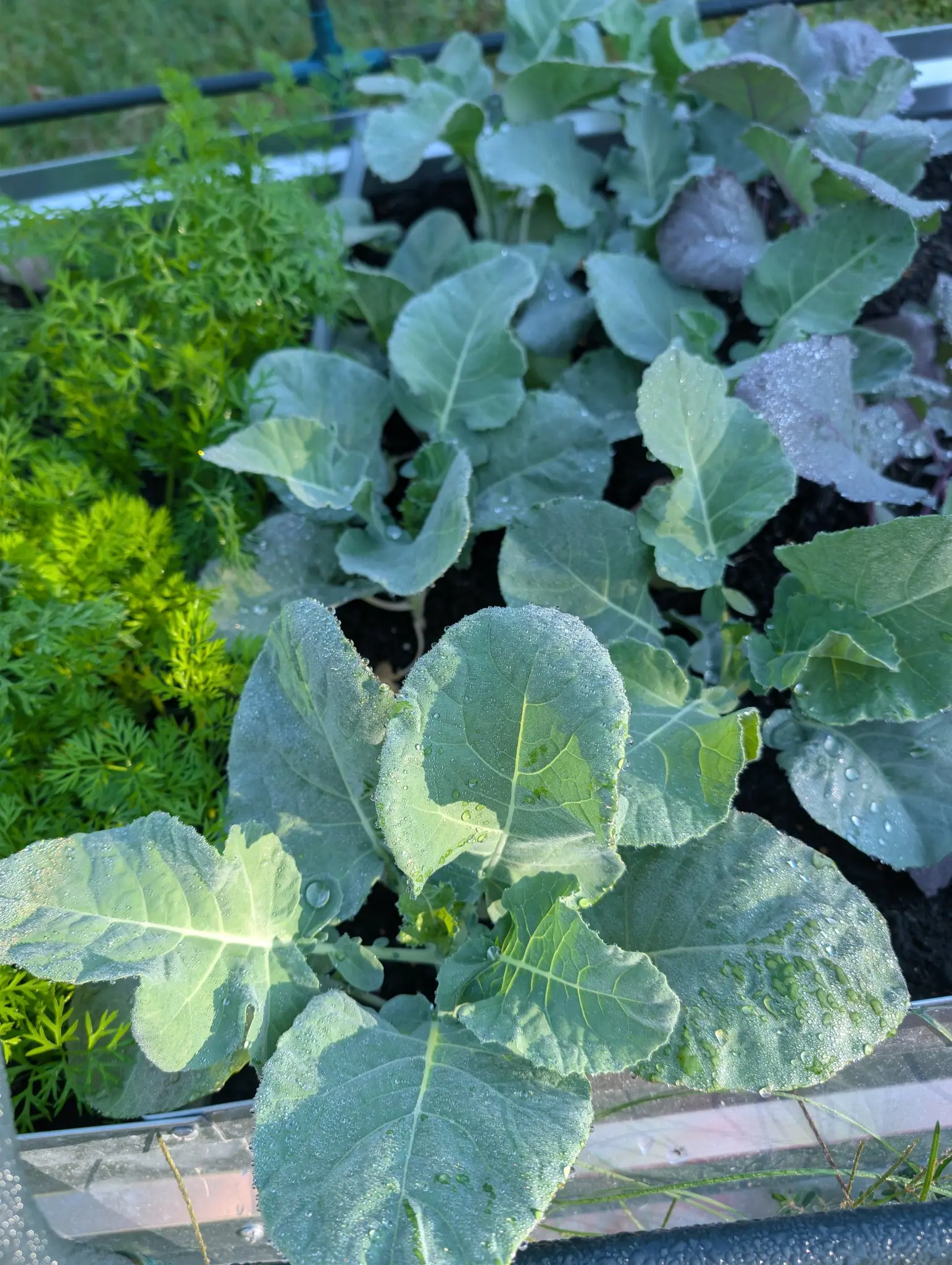 A block of young blue-green rosettes set out in rows on 4 September, waxed so completely that the water never wetted them — it stands instead in separate silver beads, strung along the veins and pooled into lenses in the leaf hollows, under low warm sun.