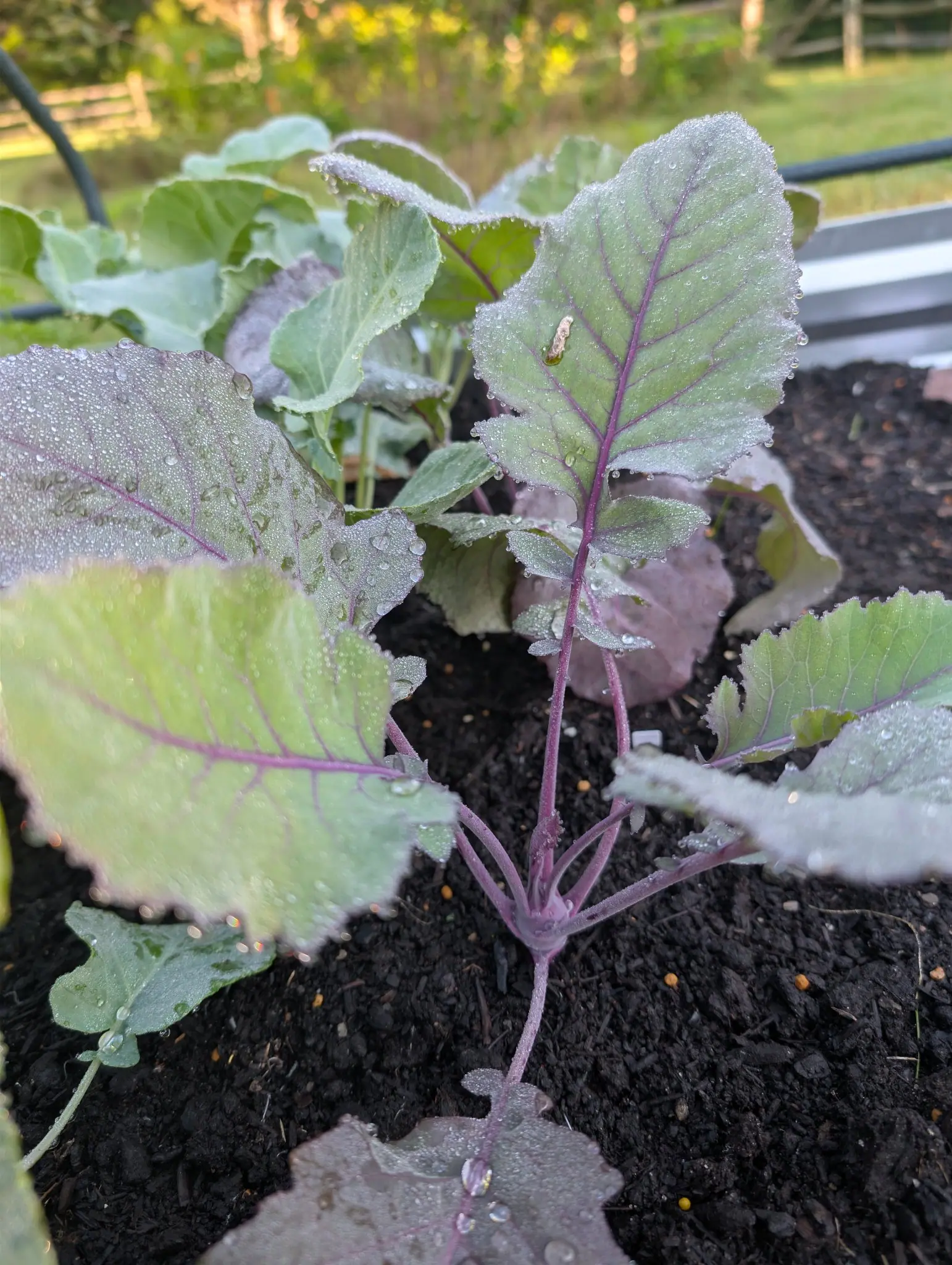 A Purple Vienna kohlrabi on 4 September, its stem just beginning to swell into a smooth knob above the soil with the leaf stalks radiating off the swelling itself — red-purple from that point up, and so waxy that the dew stands in fields of silver beads.