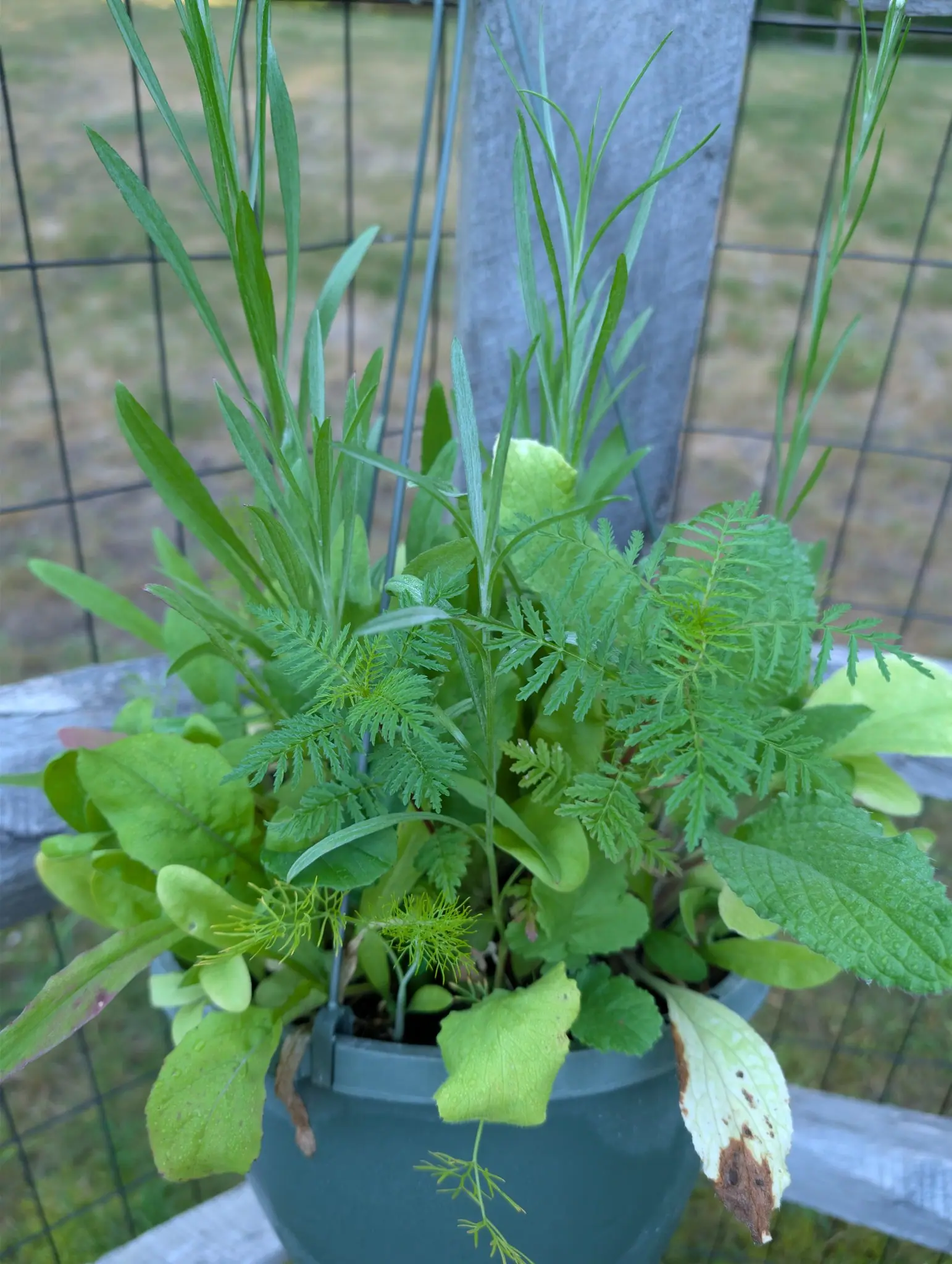 At least six different kinds crowded into one pot on 4 September and not one of them in flower — thread-fine feathery foliage at the front with a single sprig trailing over the rim, lance leaves standing clear above, puckered toothed blades at the right.