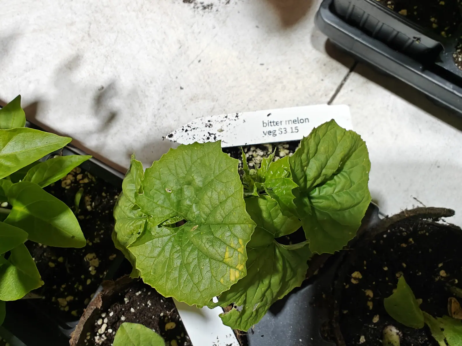 A cucurbit seedling on 6 June, its broad leaves quilted between veins pressed deep into the blade and coarsely toothed all round, new growth still emerging tightly crumpled at the crown, one blade torn and yellowing along a vein, in bright overcast light.